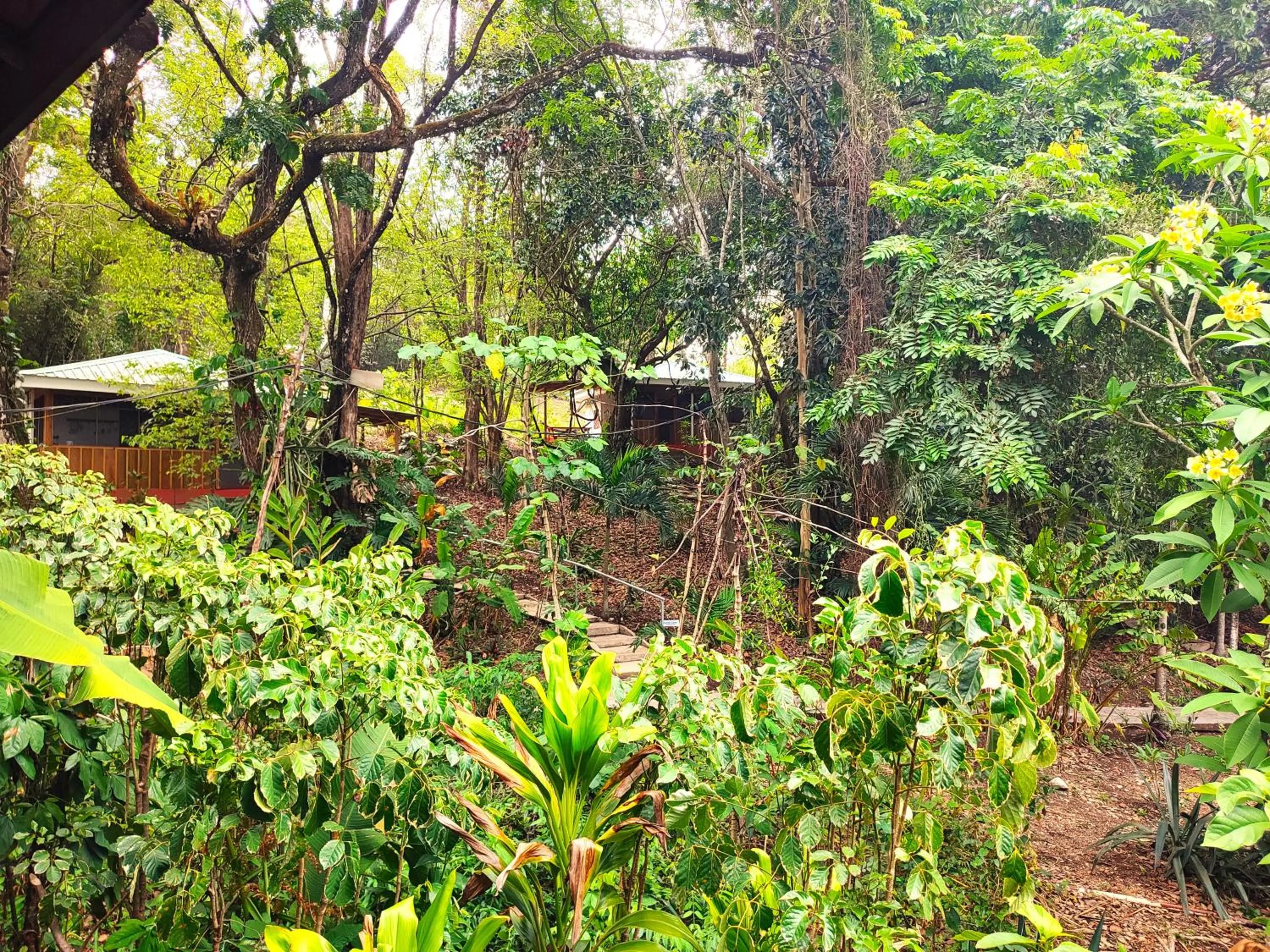 Garden view in Maya Mountain Lodge