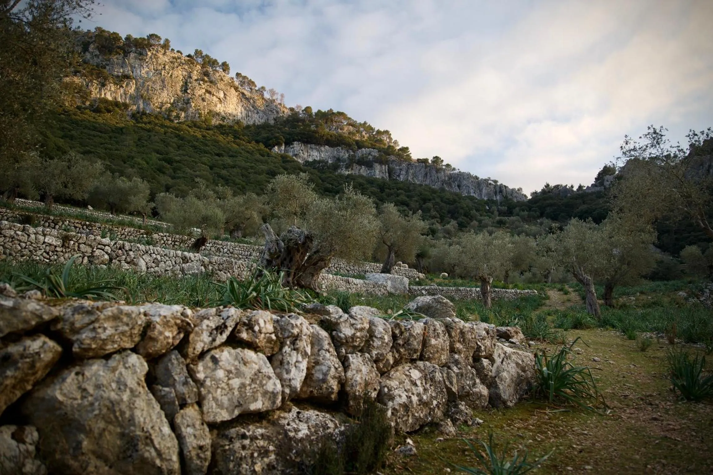 Natural landscape in Finca Hotel Son Palou