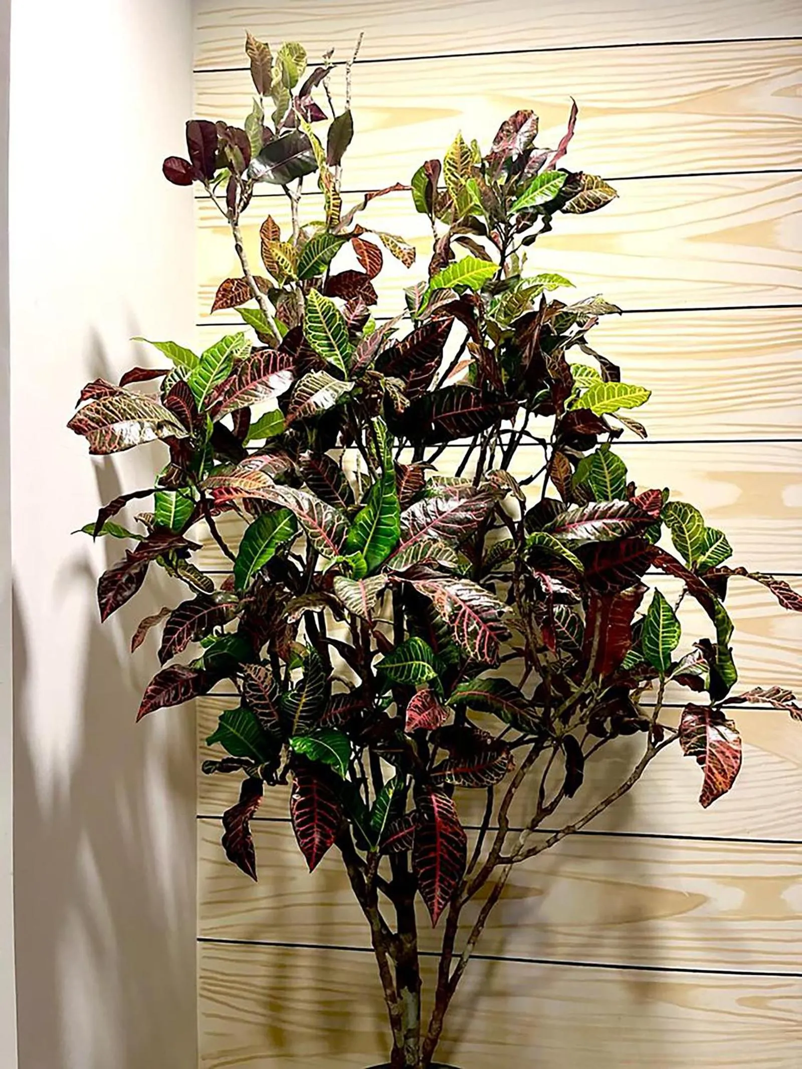 Balcony/Terrace in Elegant 1BR ALDEA ZAMA Tulum