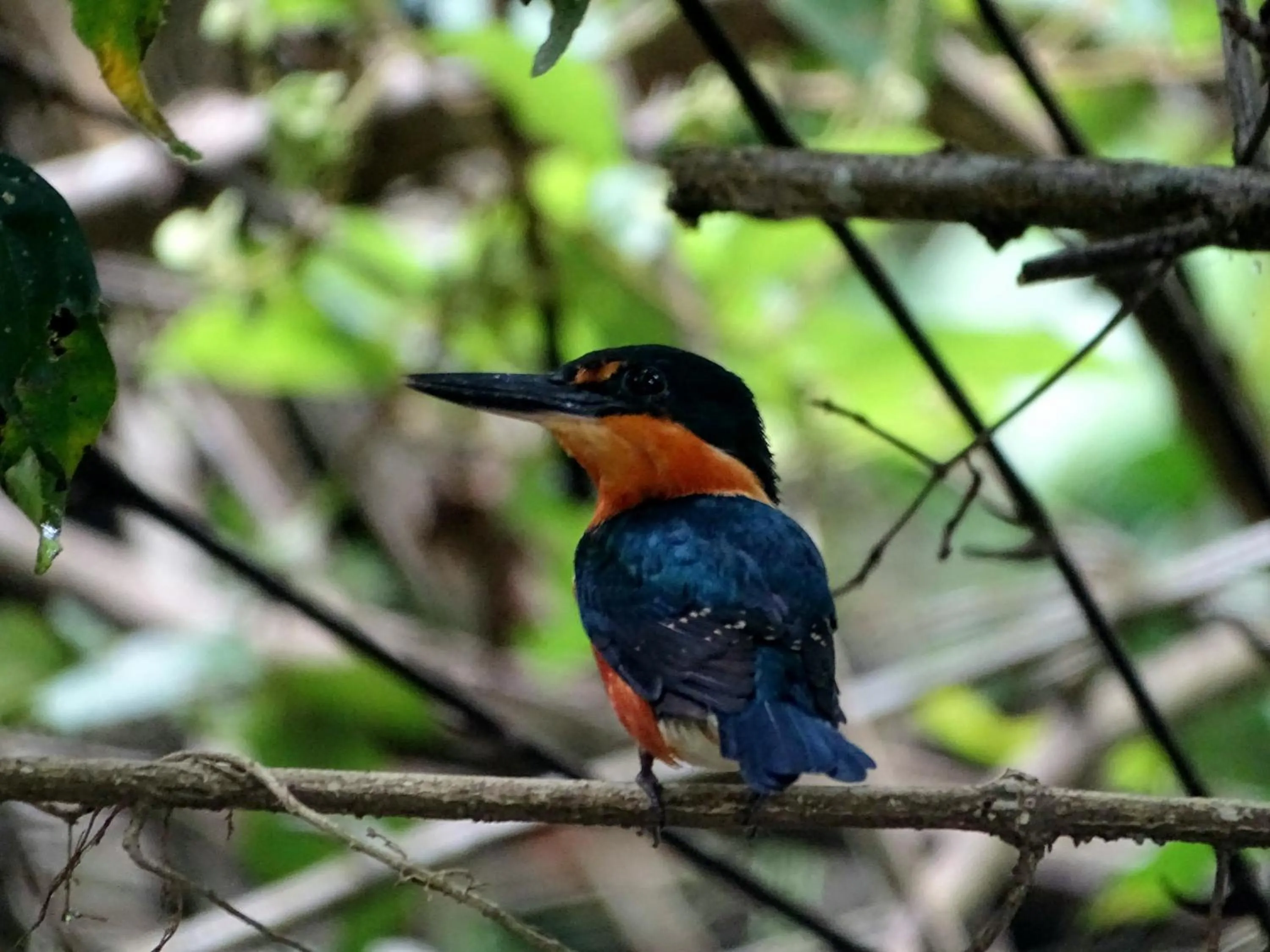 Animals in Cabinas Tortuguero Natural