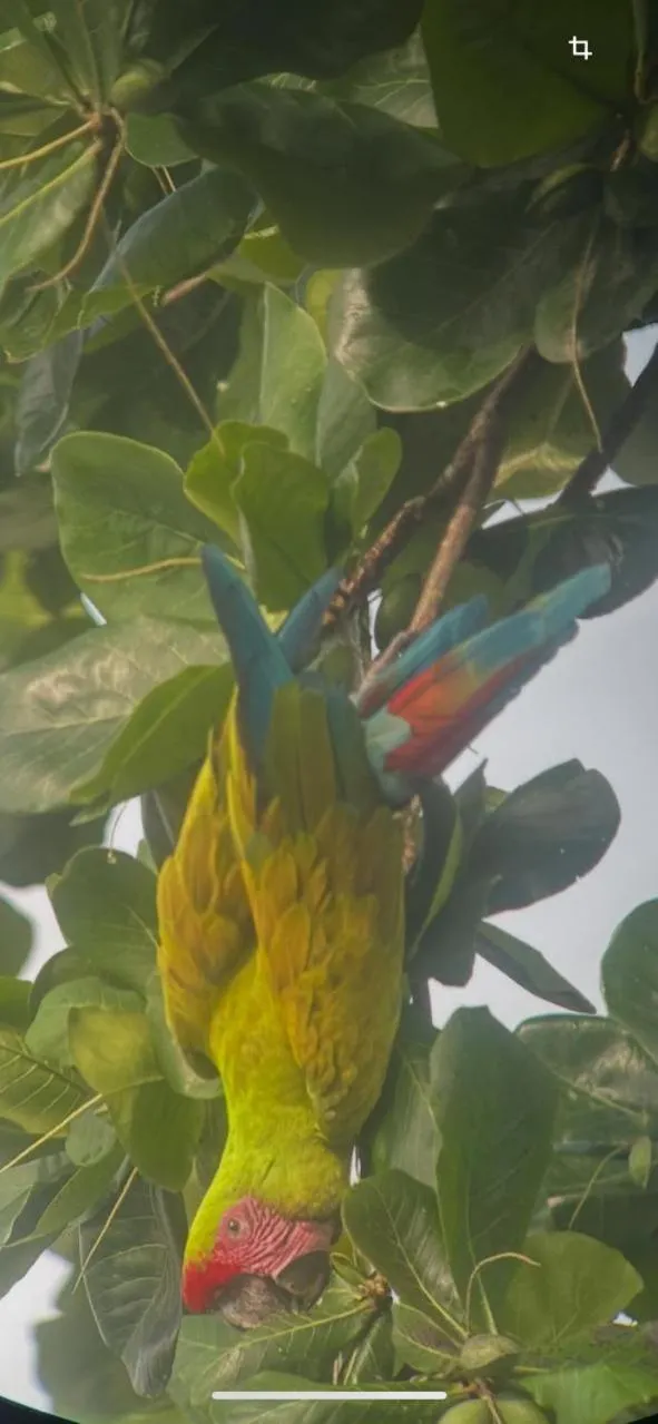 Animals in Cabinas Tortuguero Natural