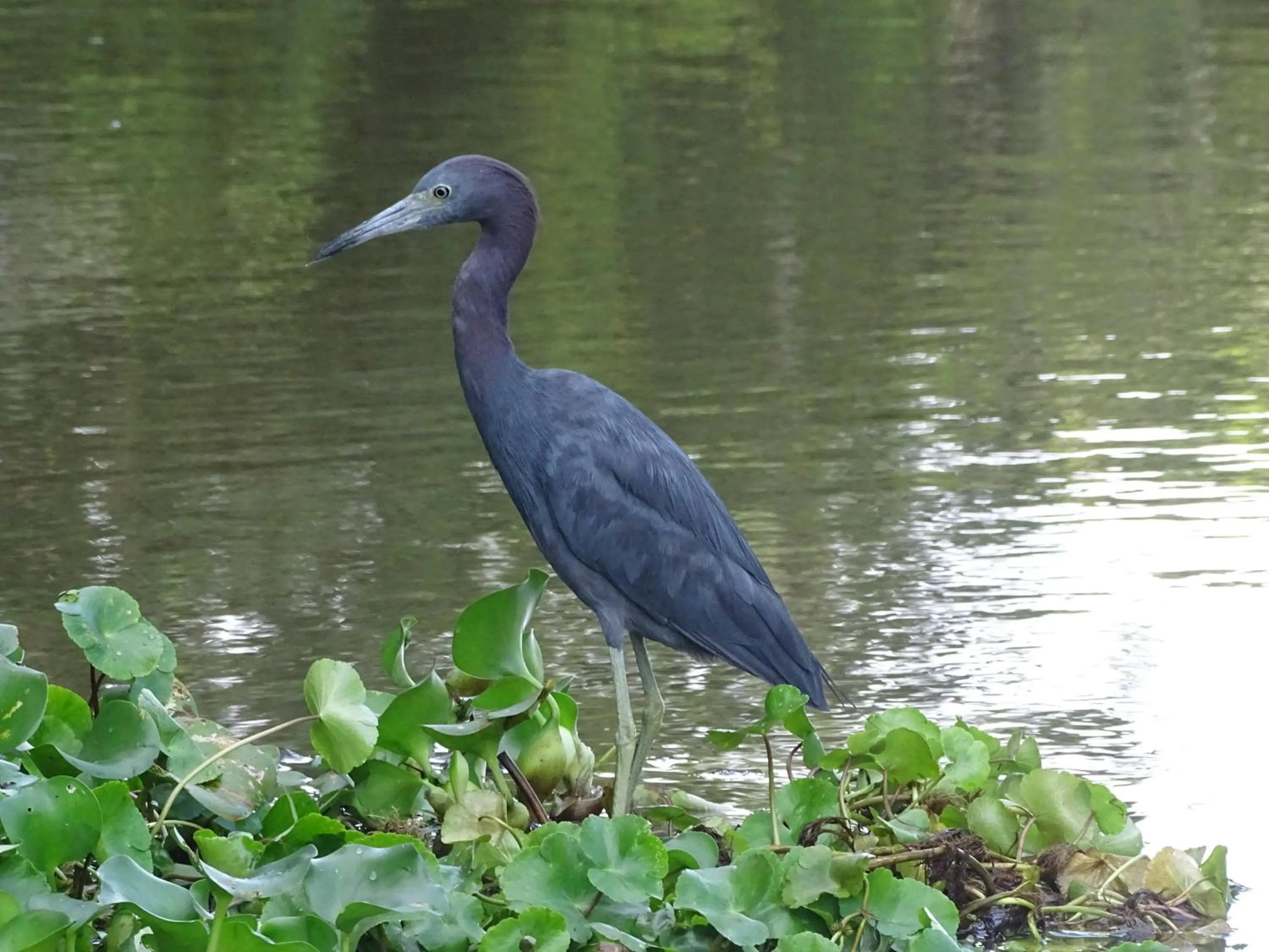 Animals in Cabinas Tortuguero Natural