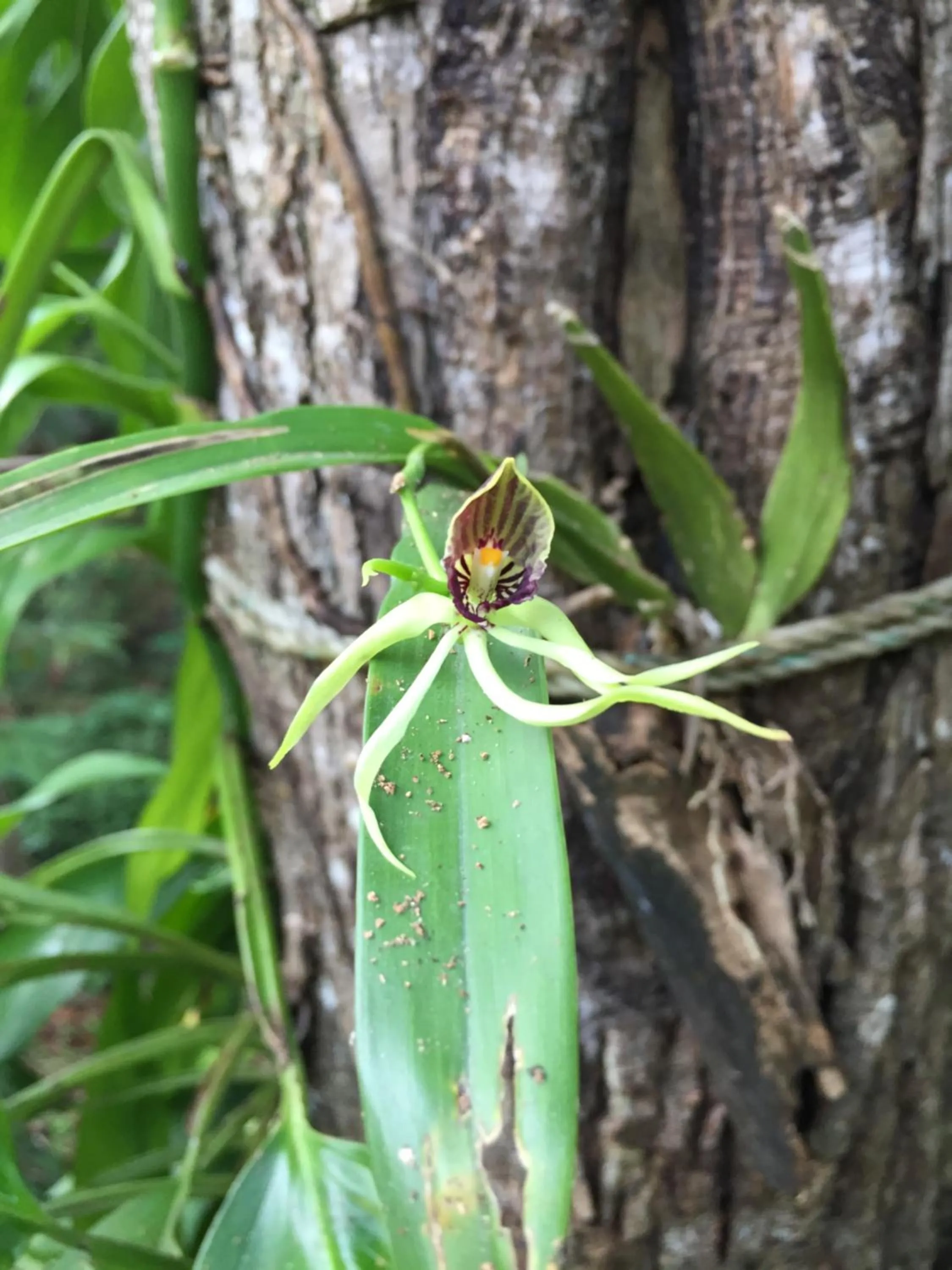 Garden in Auto Hotel Paraíso Inn