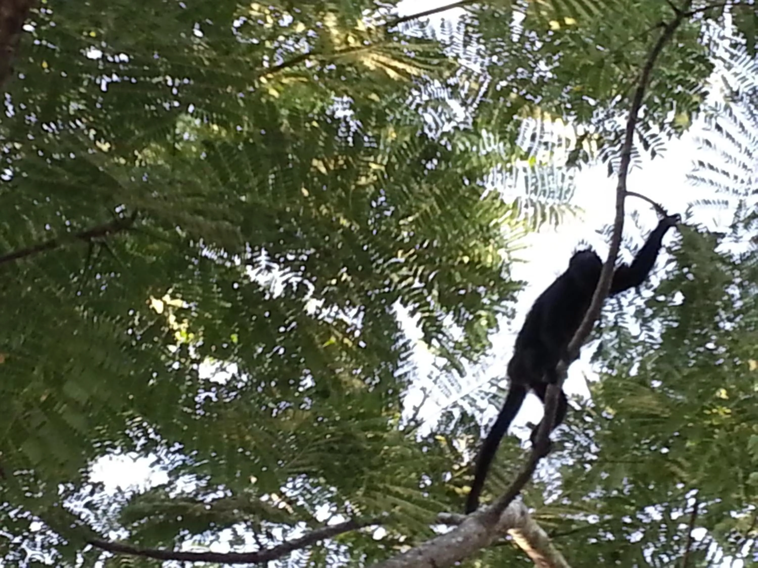 Animals in Auto Hotel Paraíso Inn