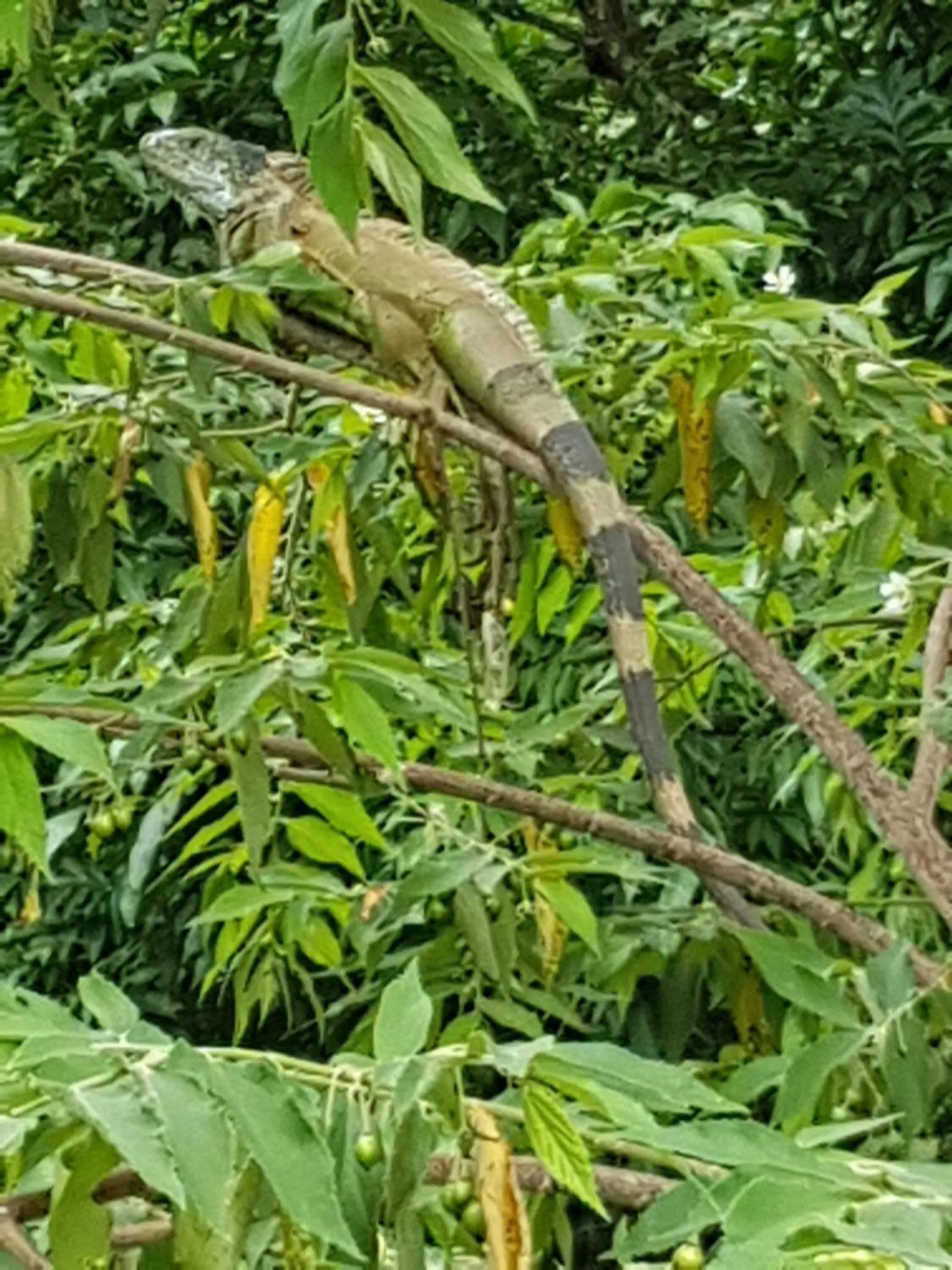 Garden in Auto Hotel Paraíso Inn