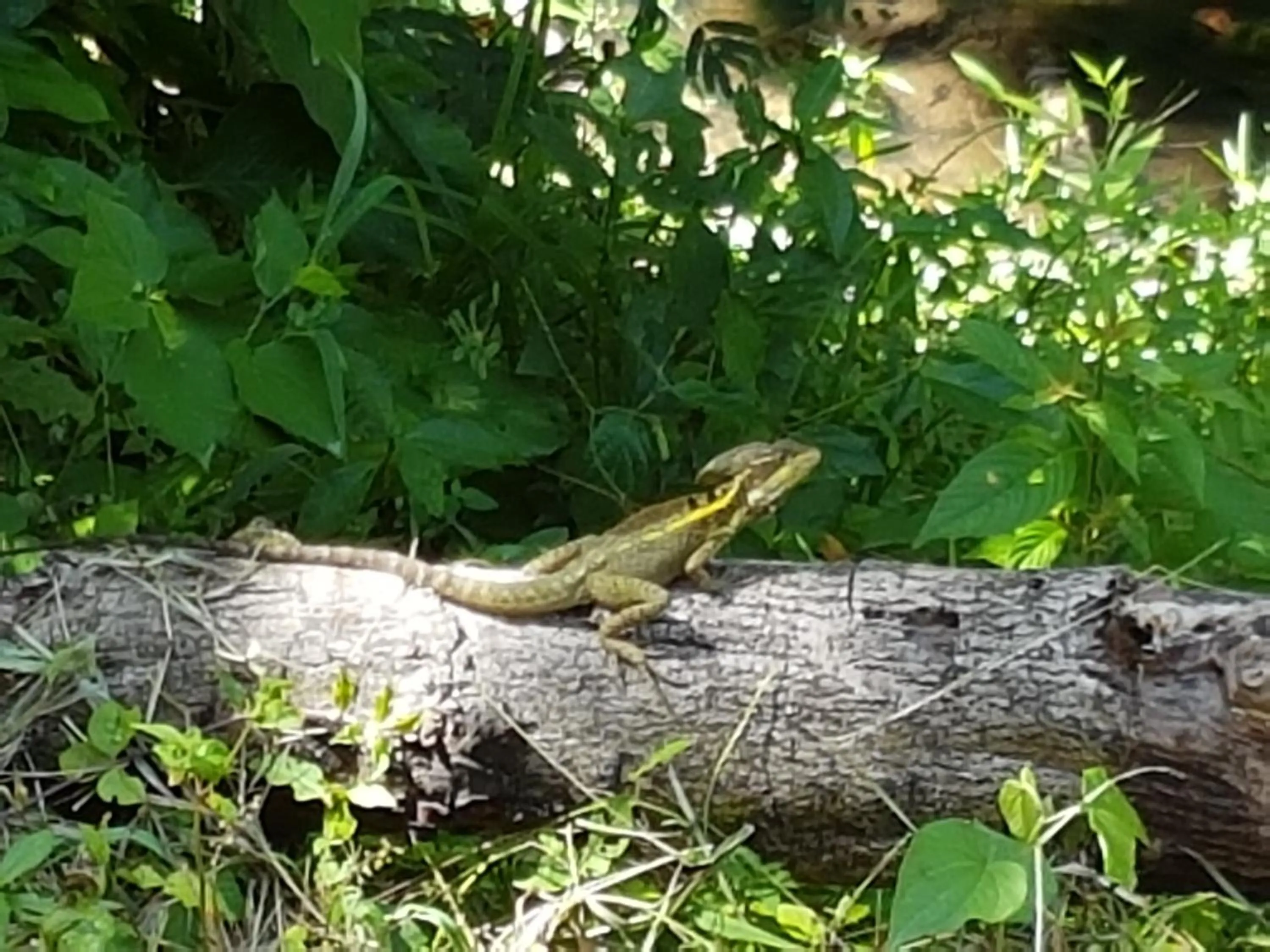 Garden in Auto Hotel Paraíso Inn