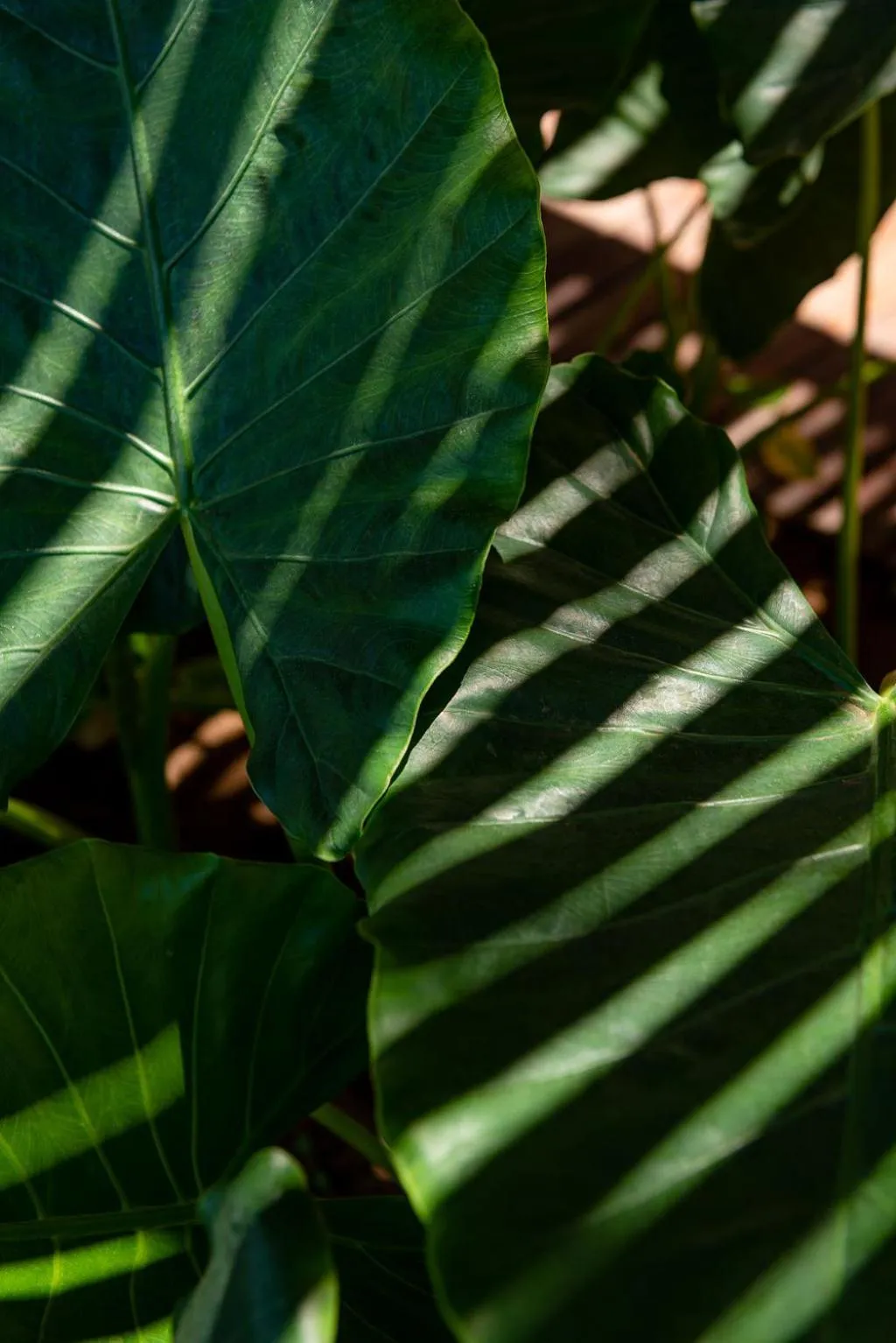 Garden in POUSADA DO MIRANTE