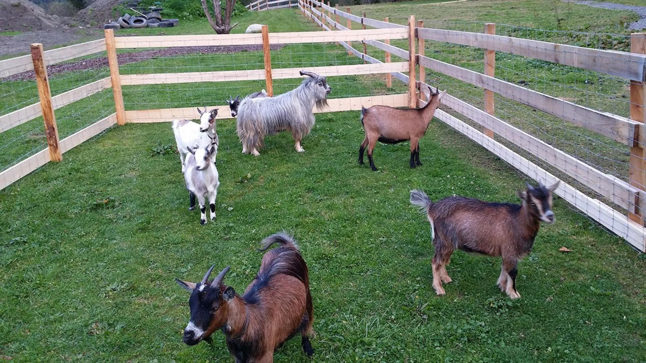 Animals in Hotel der Wolkensteinbär