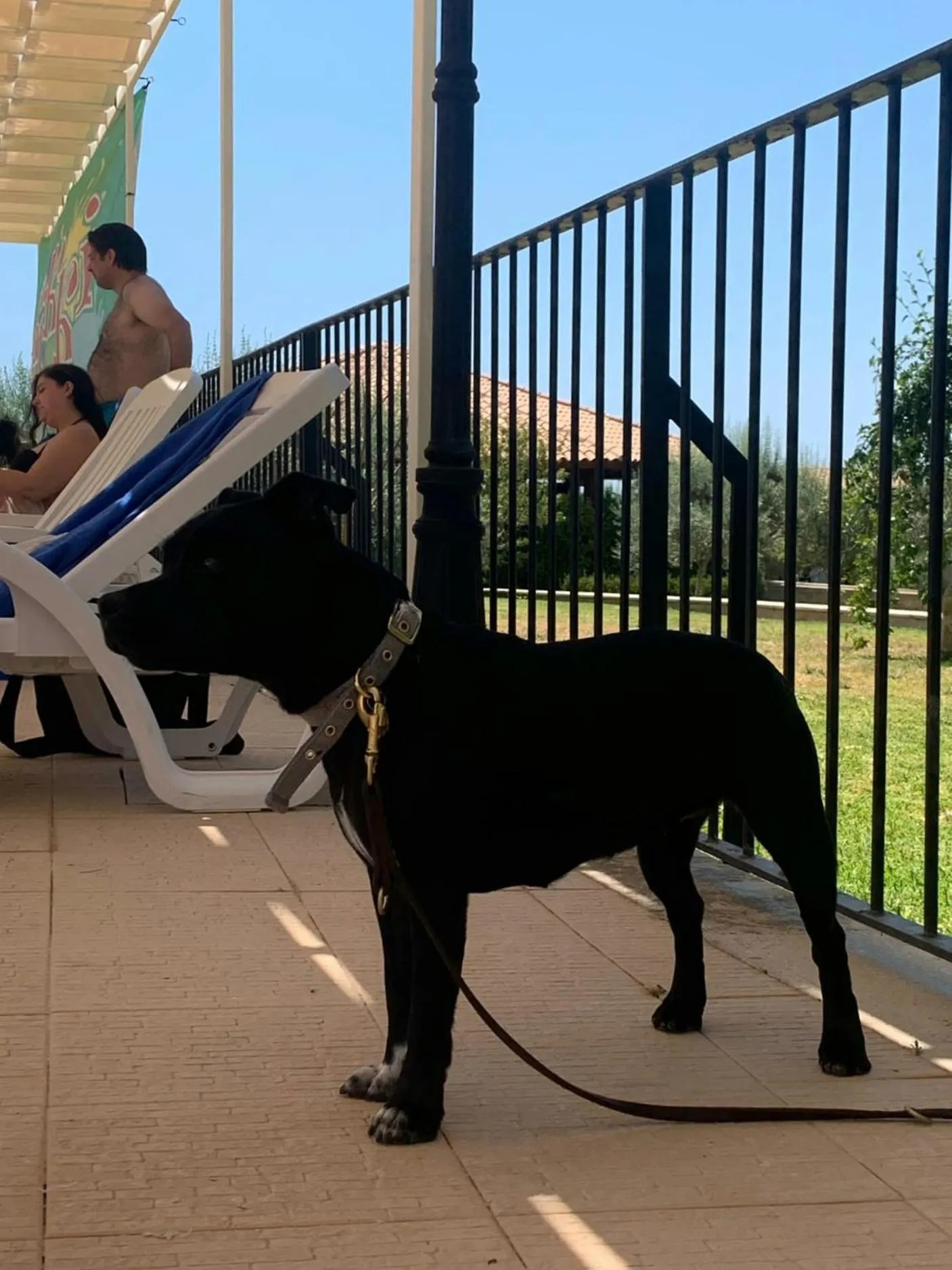 Animals in Kikki Village