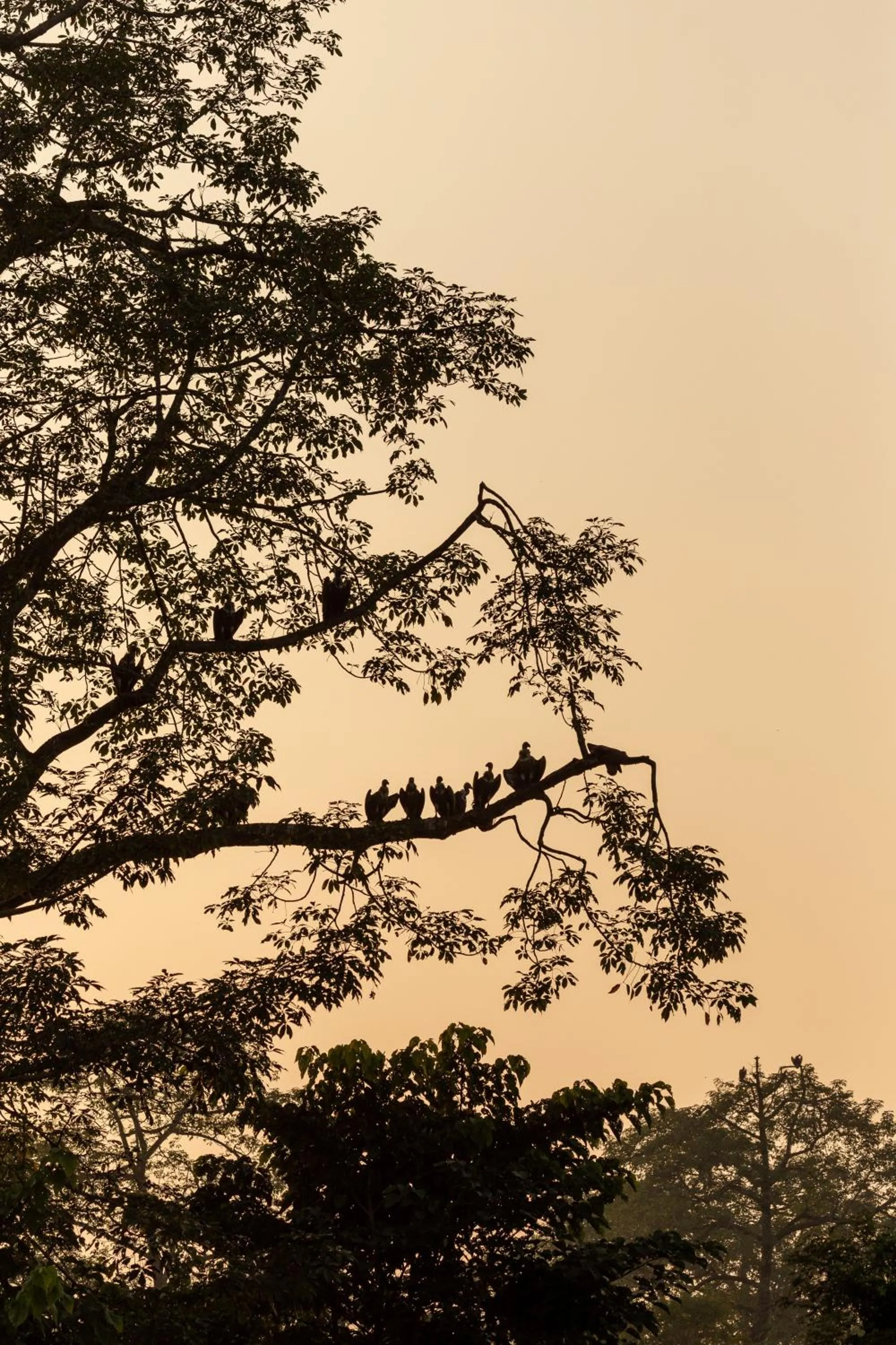 Natural landscape in Sanctuary Chitwan National Park