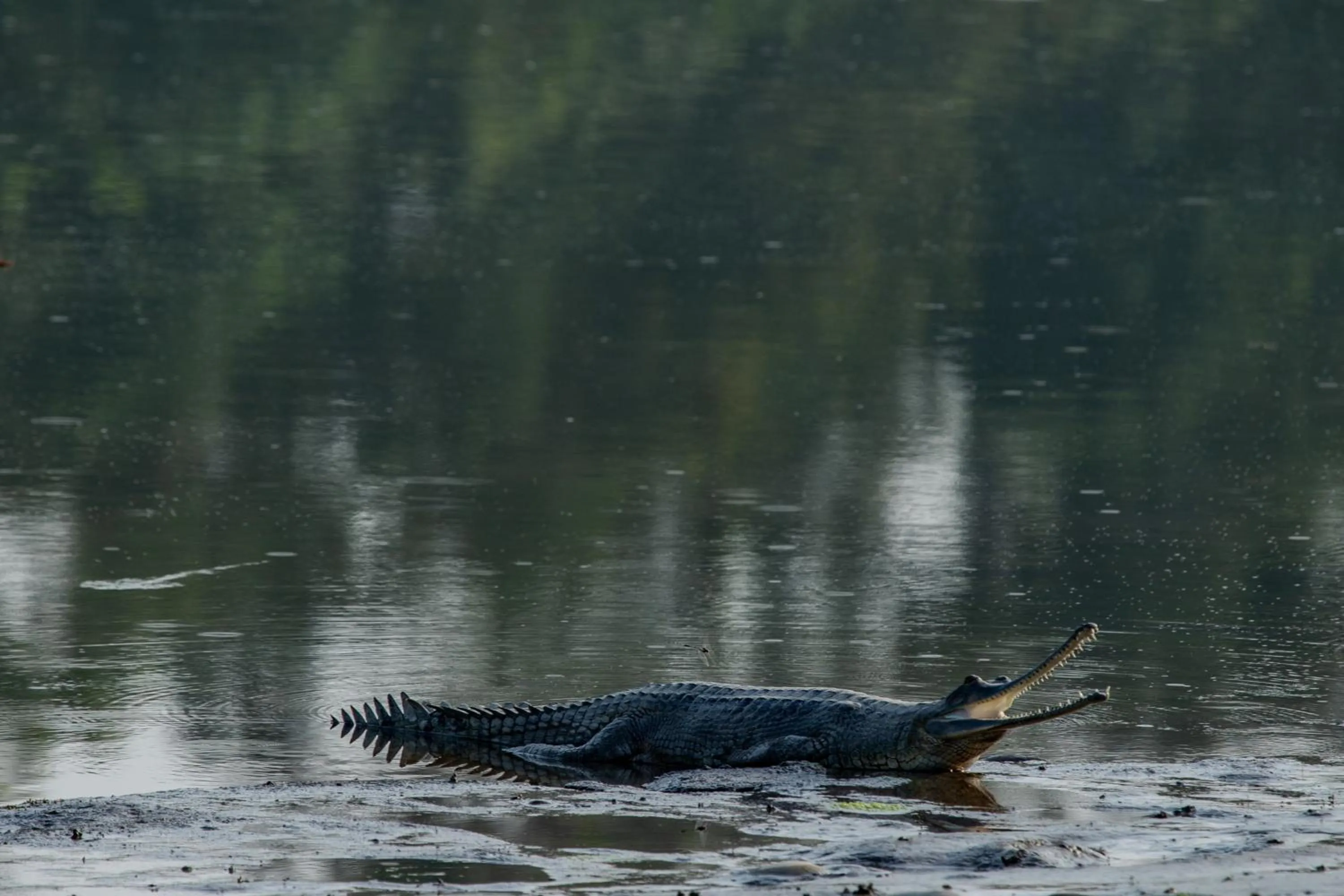 Activities in Sanctuary Chitwan National Park