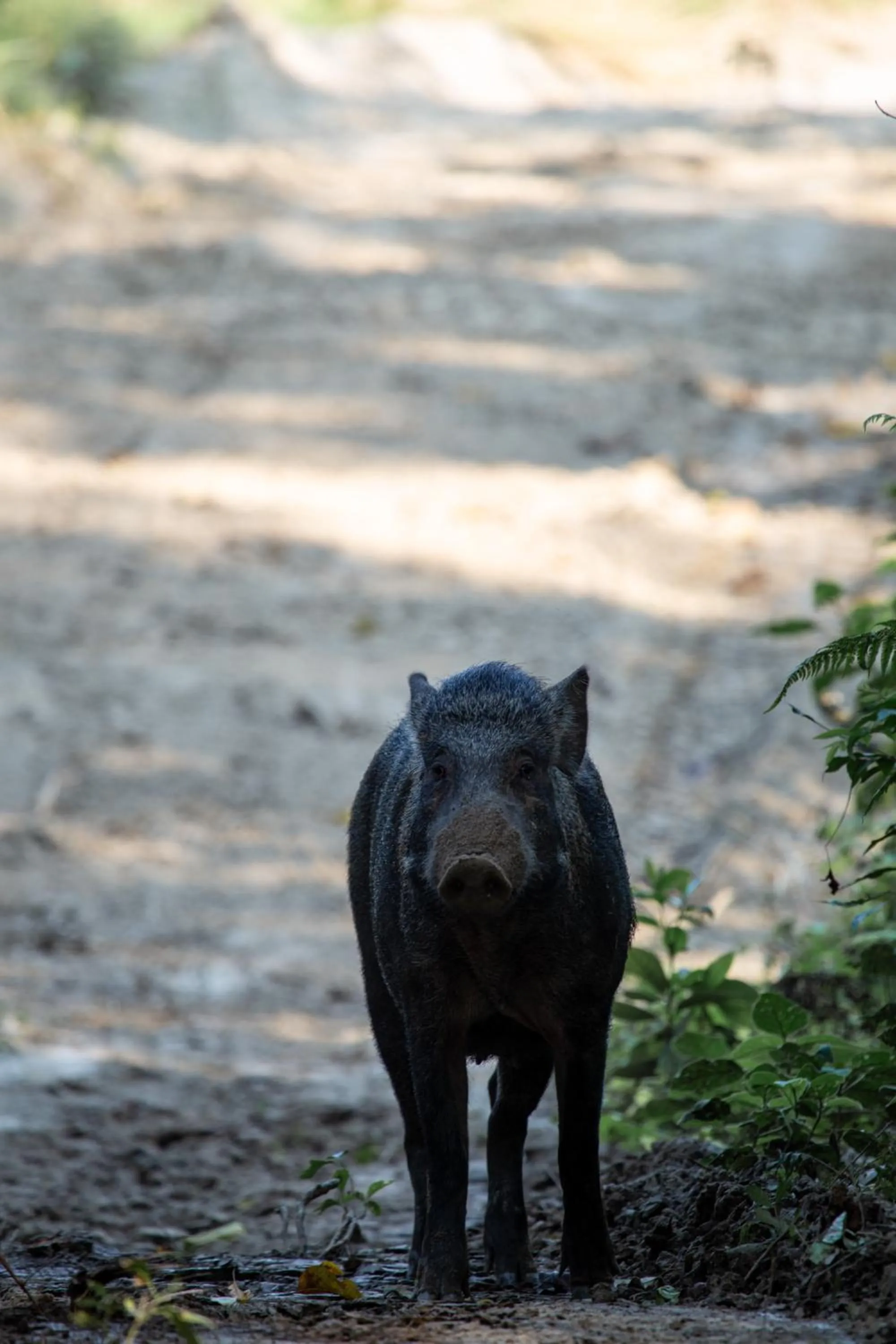 Activities in Sanctuary Chitwan National Park