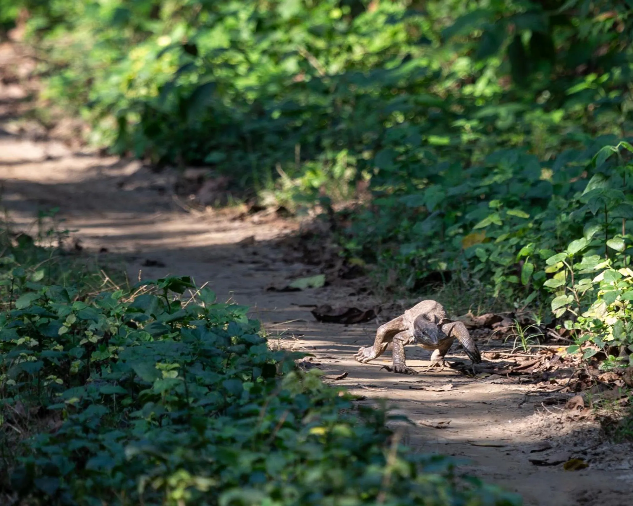 Activities in Sanctuary Chitwan National Park