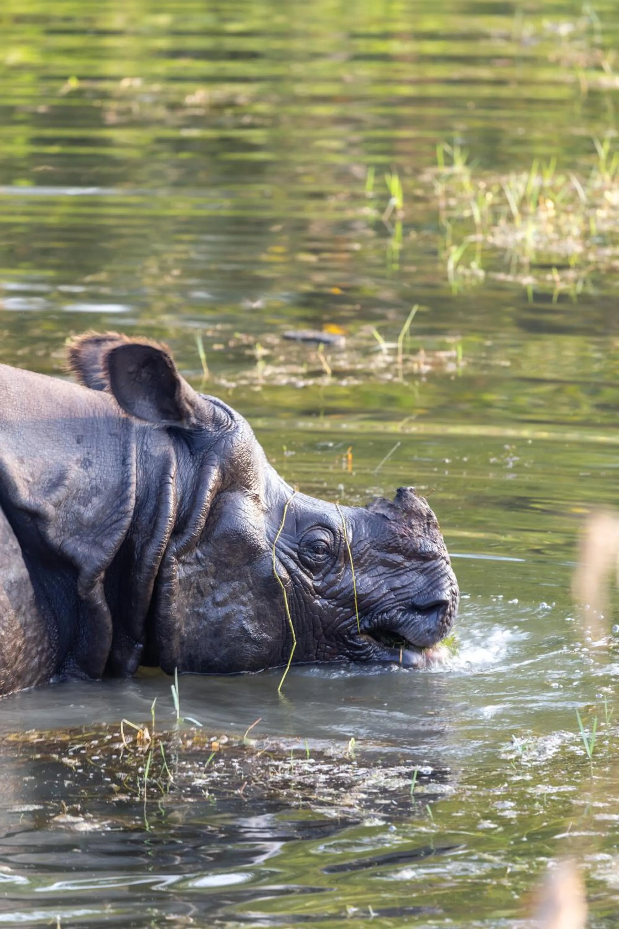 Activities in Sanctuary Chitwan National Park