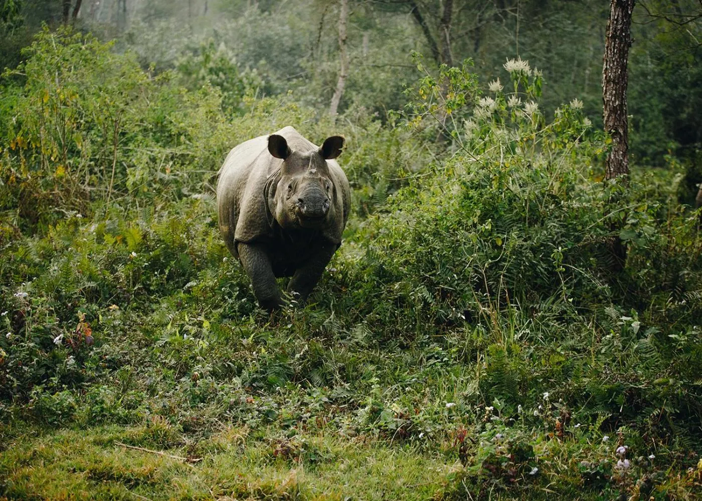 Activities in Sanctuary Chitwan National Park