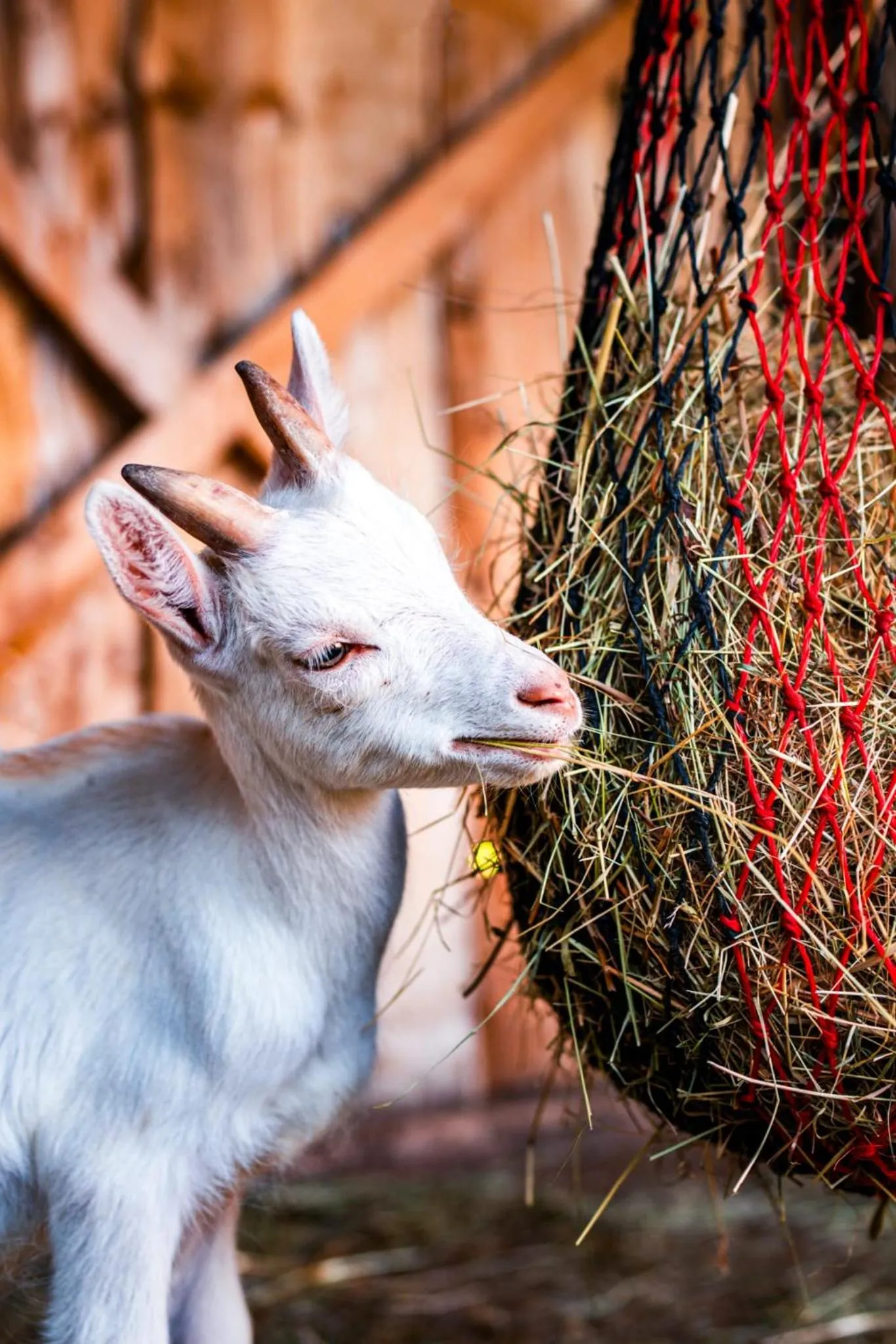 Pets in Yggdrasil Farmhotel Retreat, Spa & Yoga