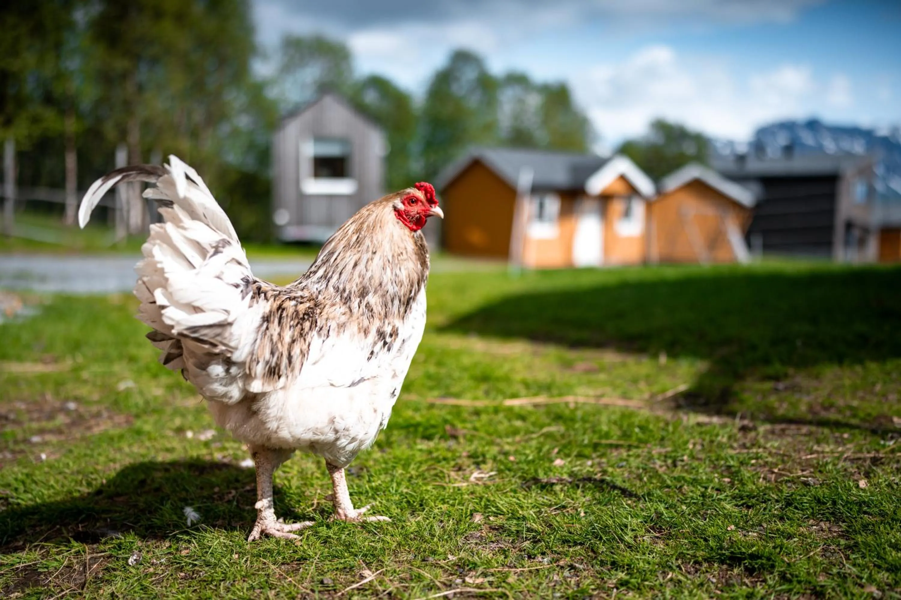 Animals in Yggdrasil Farmhotel Retreat, Spa & Yoga