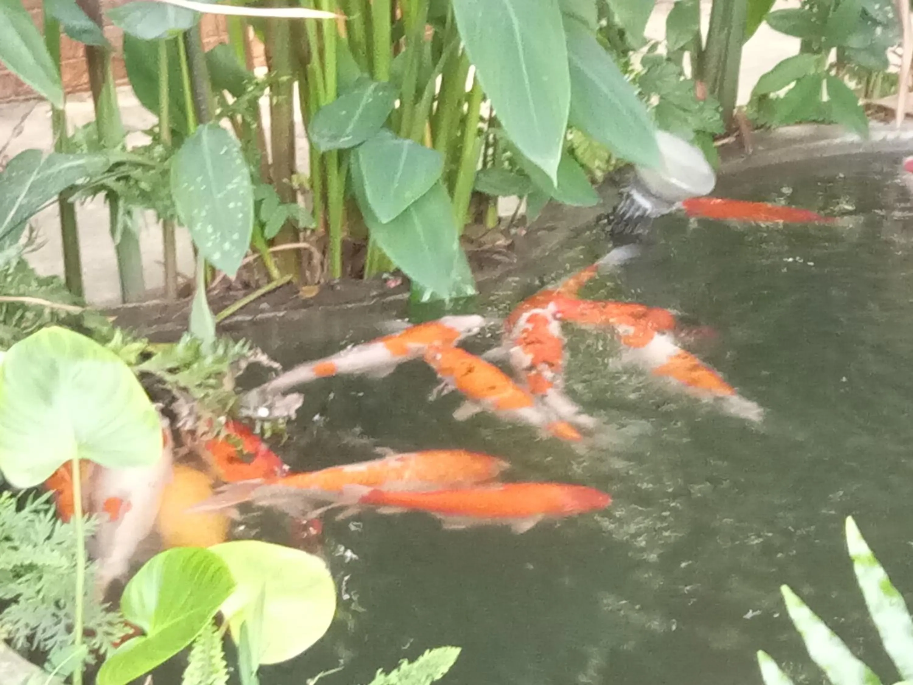 Animals in Q Zone Boutique House