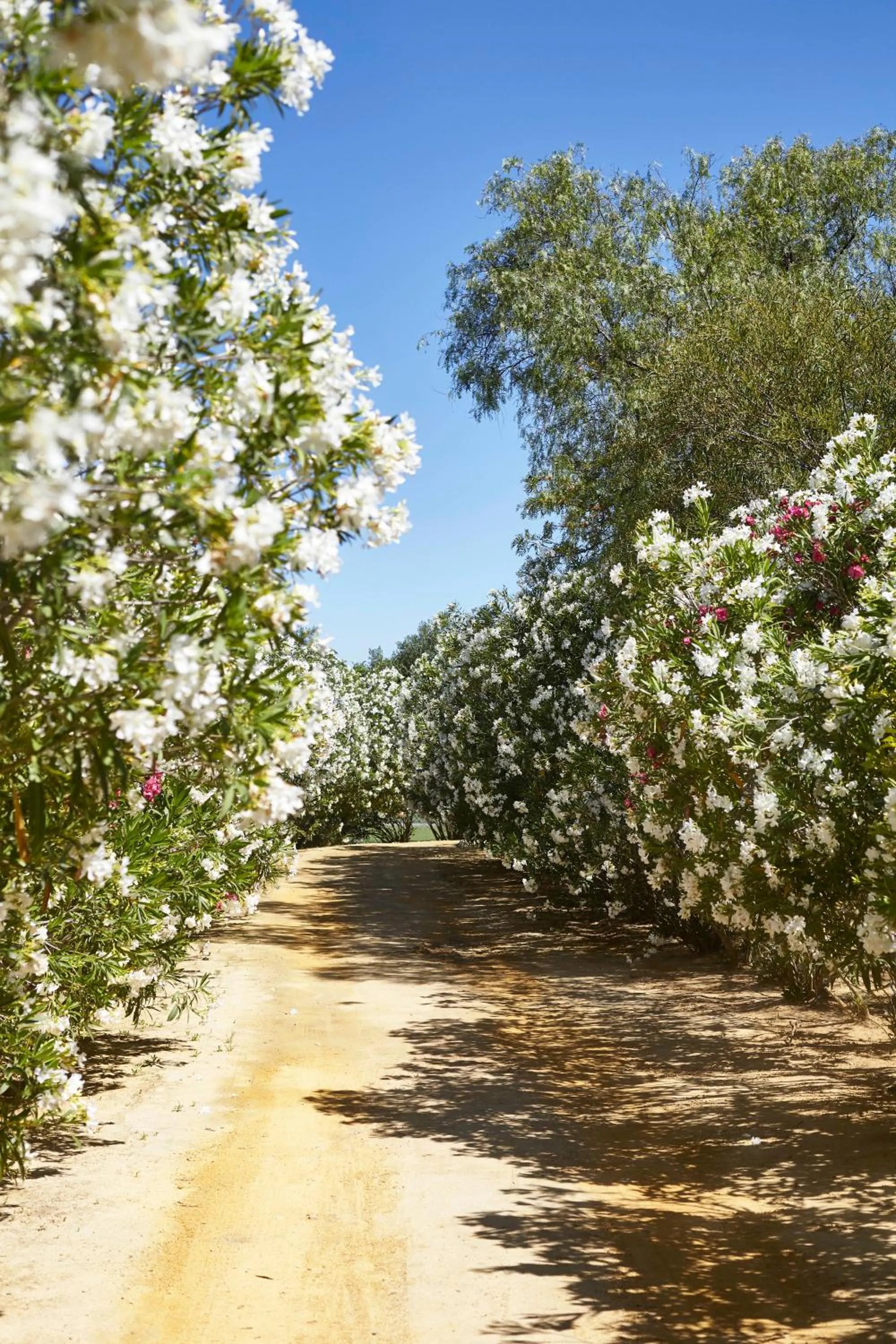 Garden in Hacienda de San Rafael