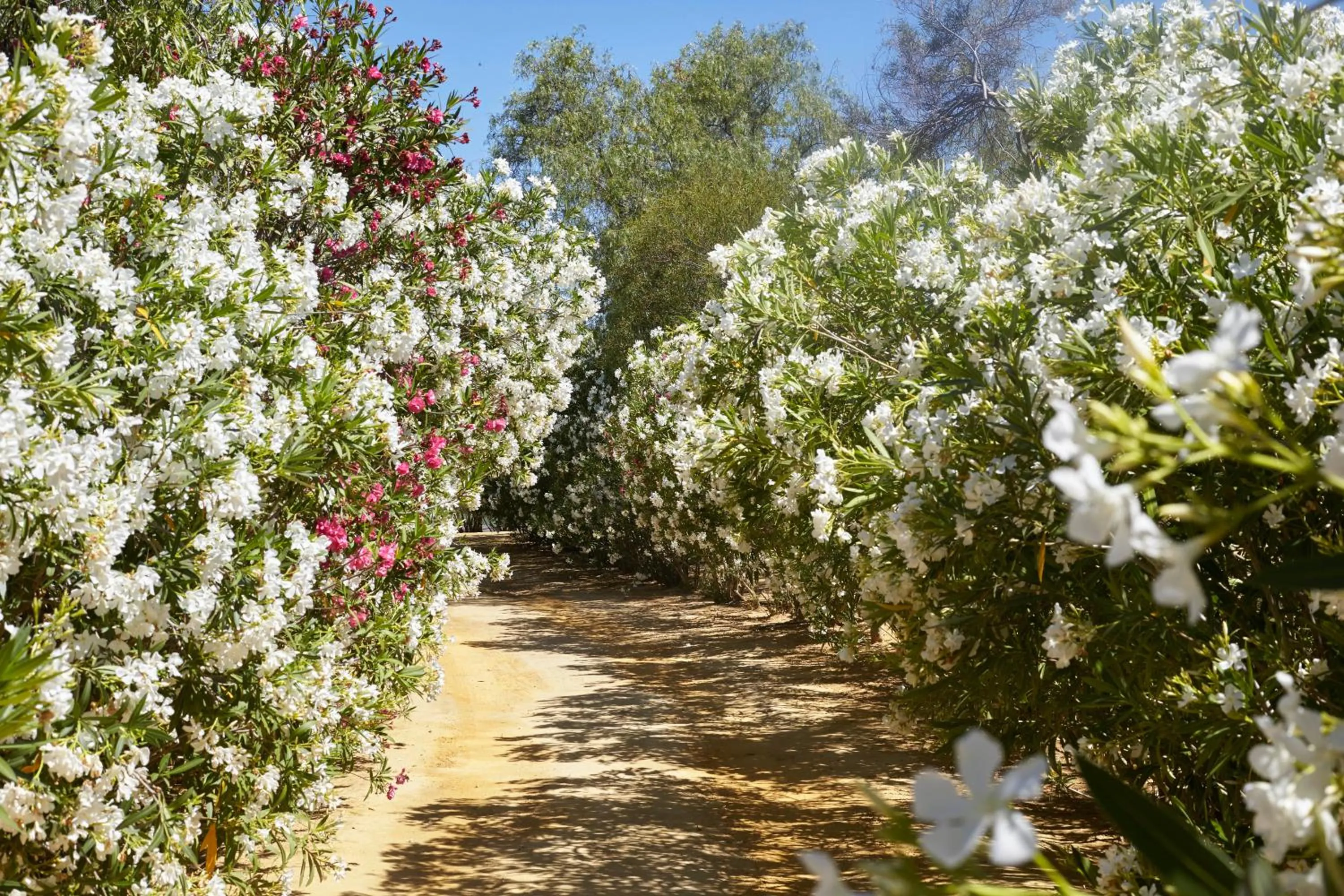 Garden in Hacienda de San Rafael