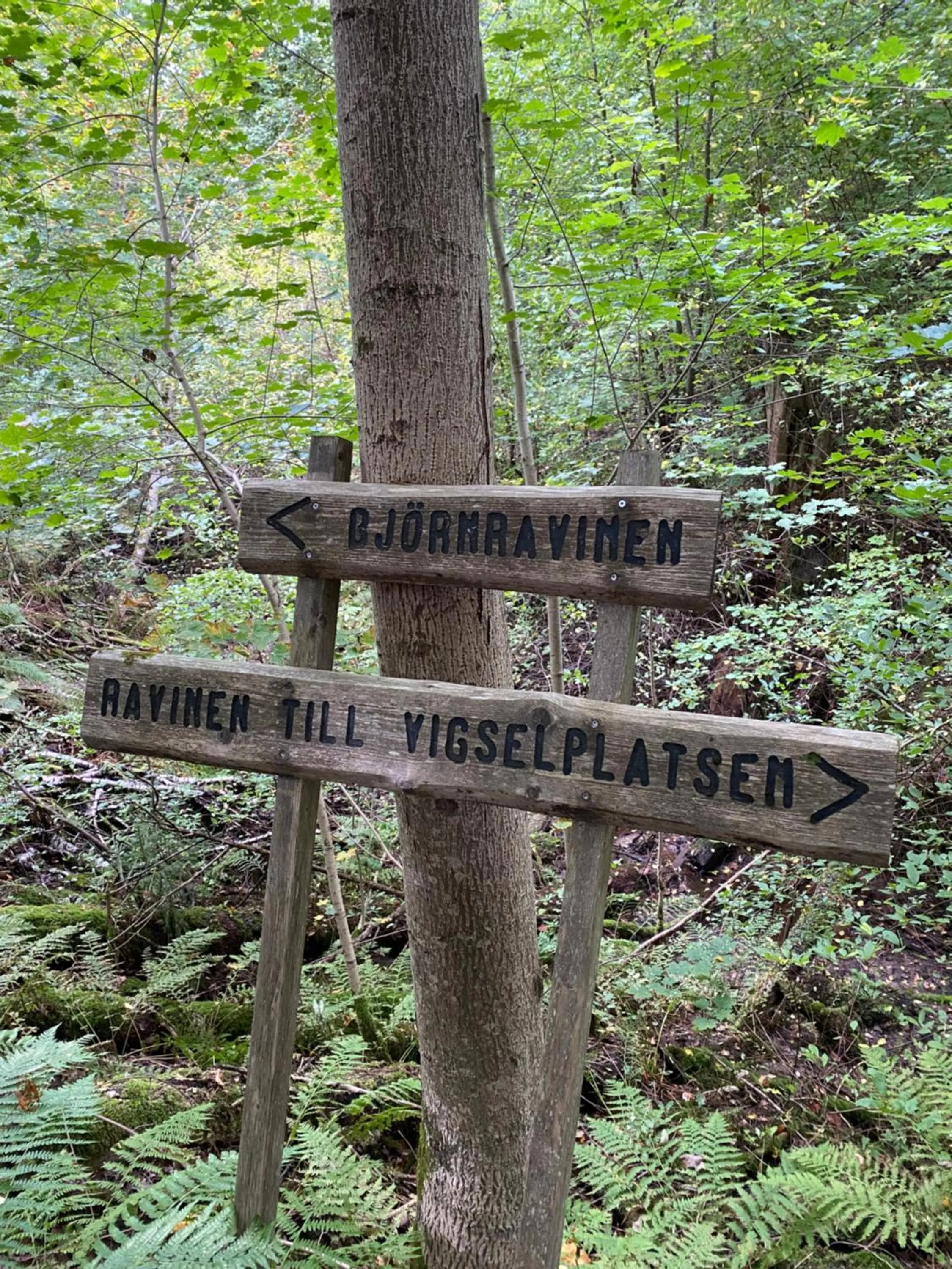 Natural landscape in Apertins Hotell