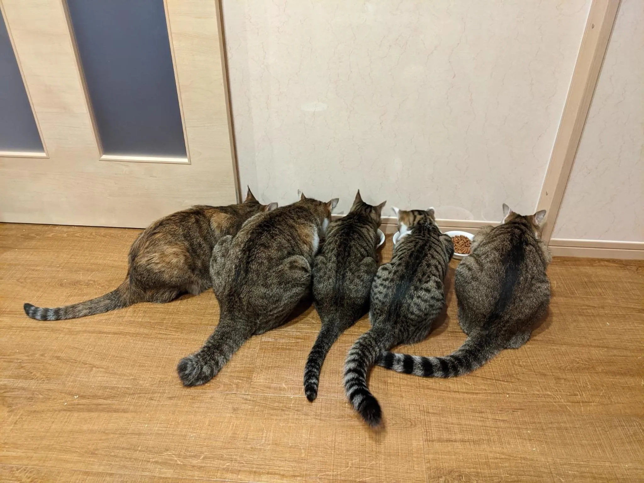 Pension Alba - Vacation STAY 70925v