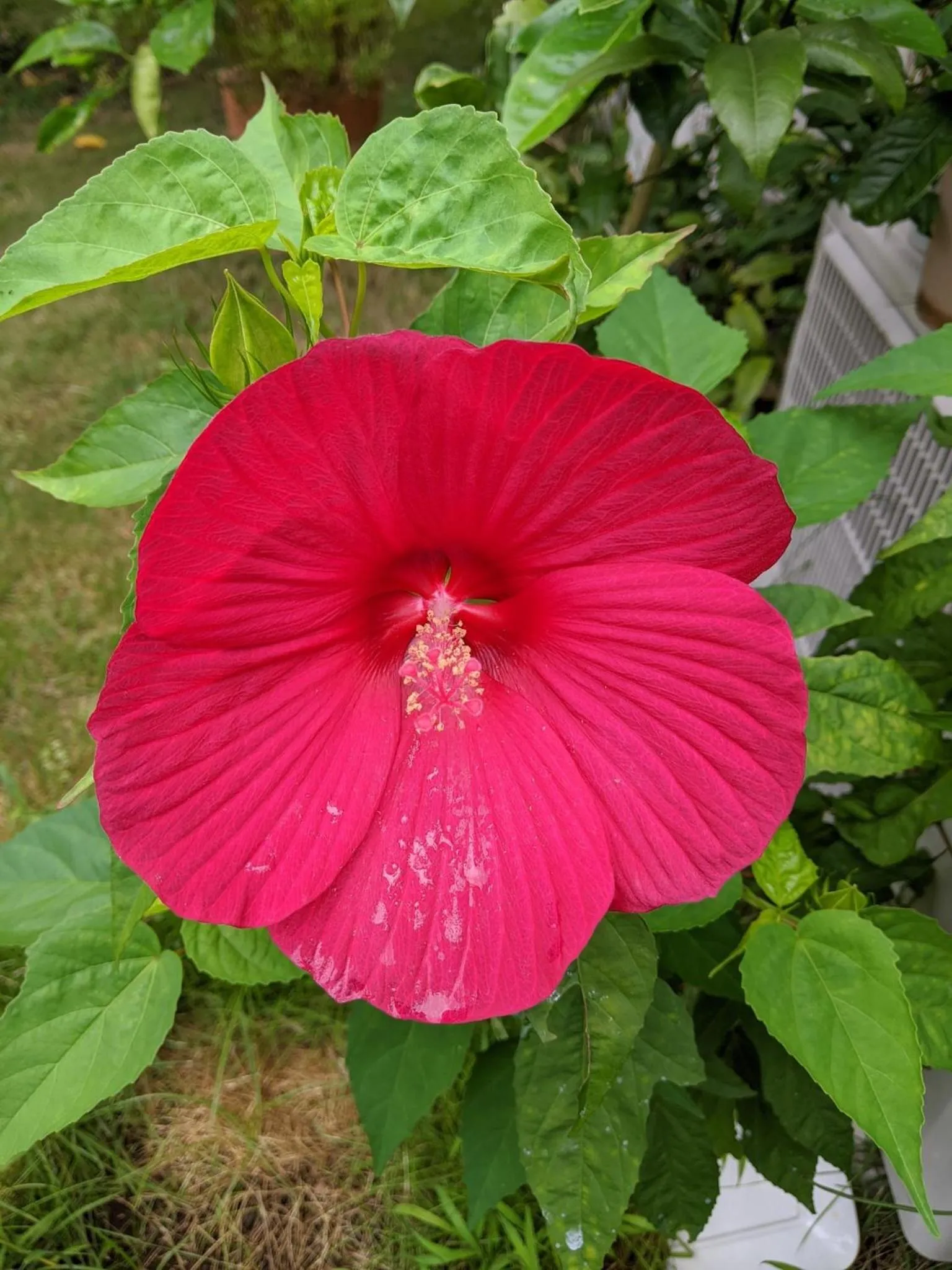 Pension Alba - Vacation STAY 70925v