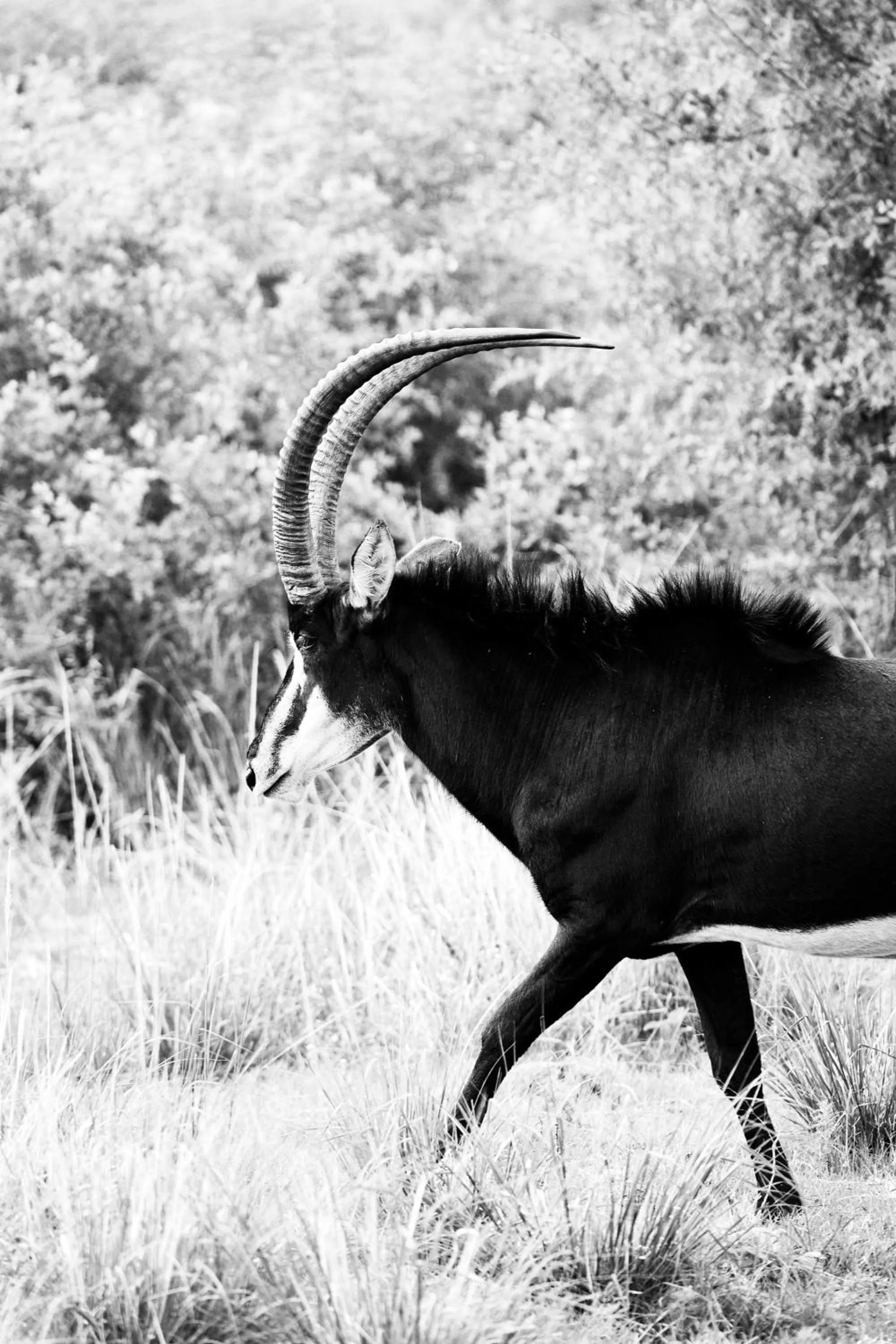 Animals in Letamo at Qwabi Private Game Reserve by NEWMARK