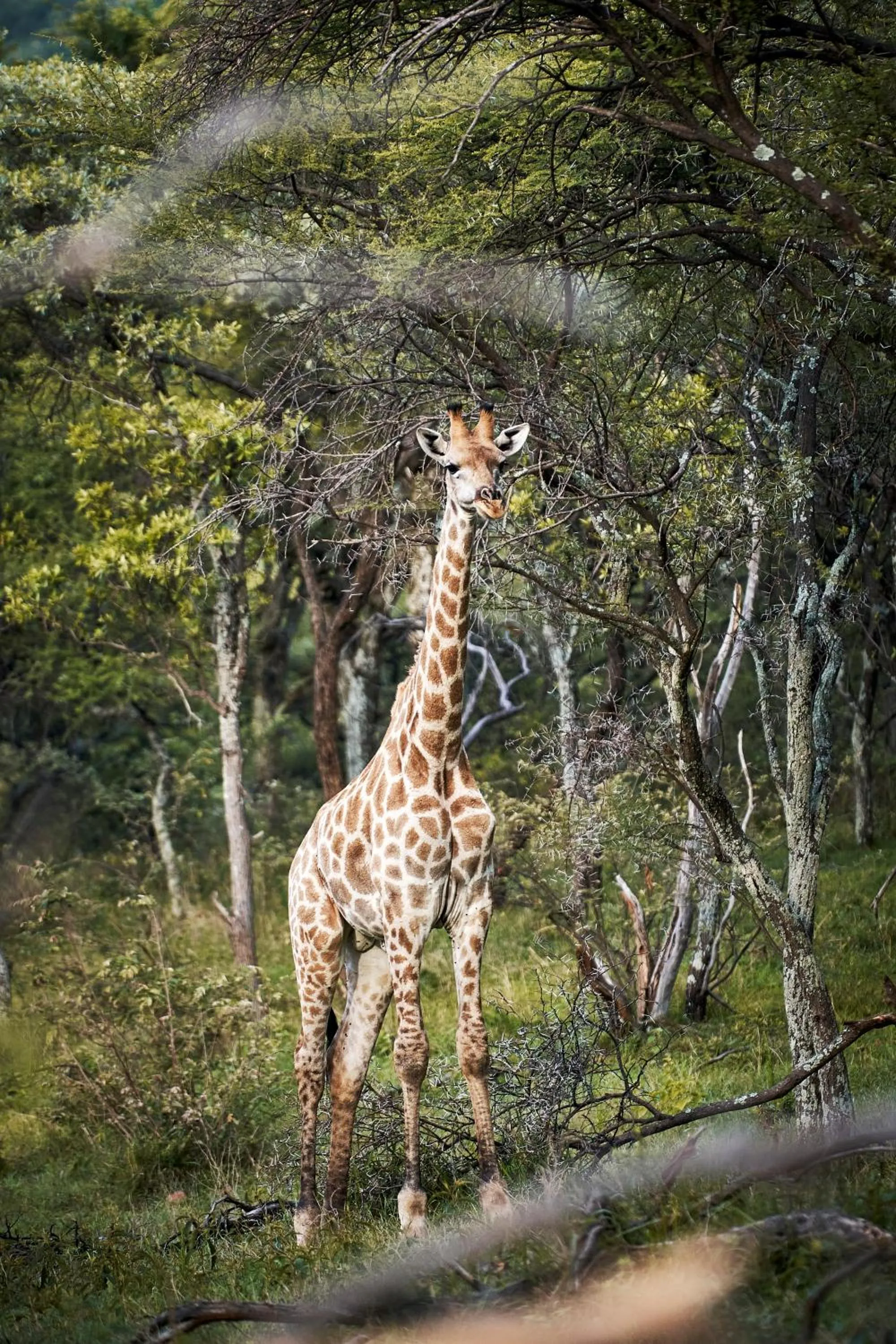 Animals in Letamo at Qwabi Private Game Reserve by NEWMARK