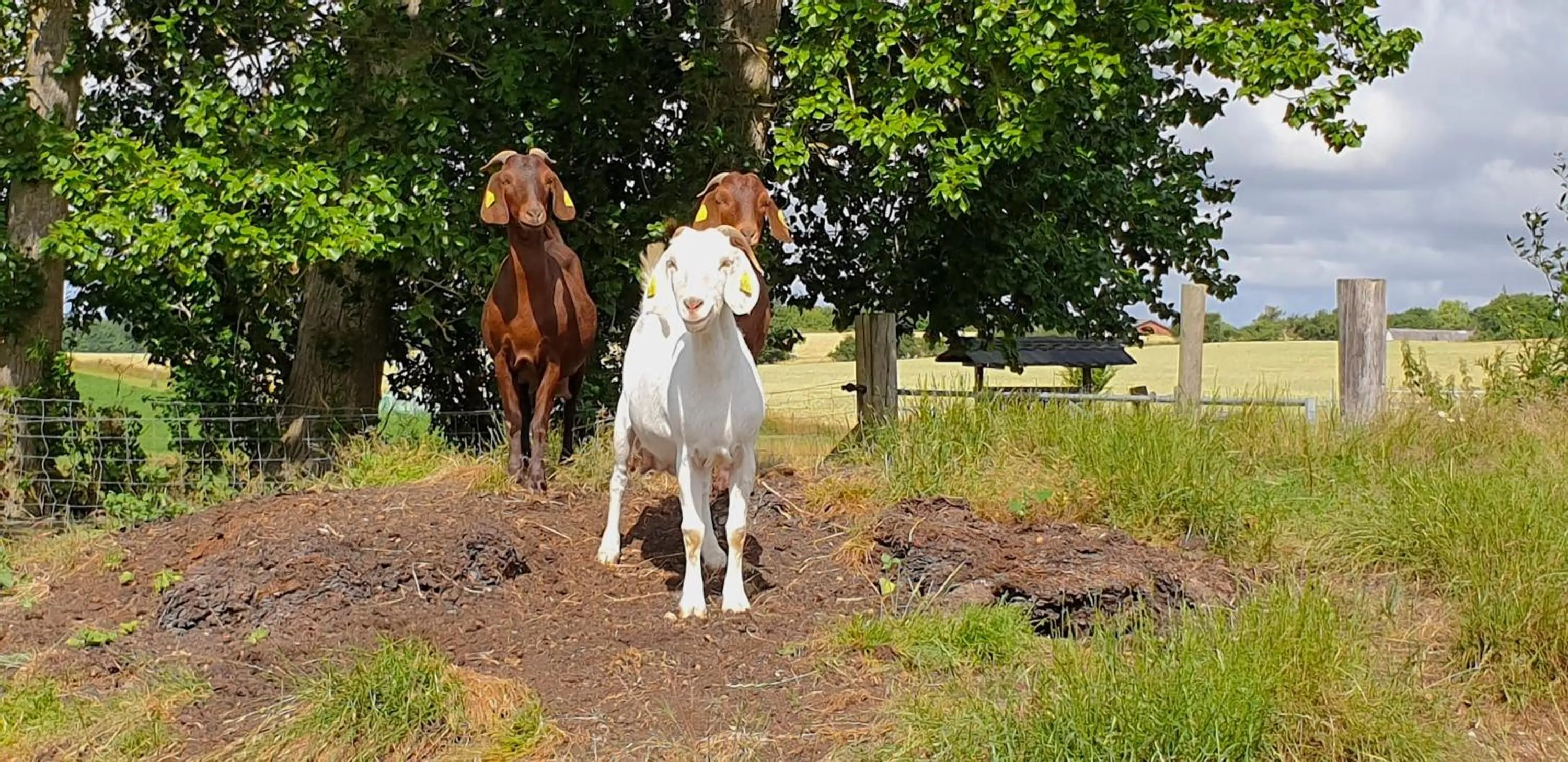 Animals in Farmors Hus