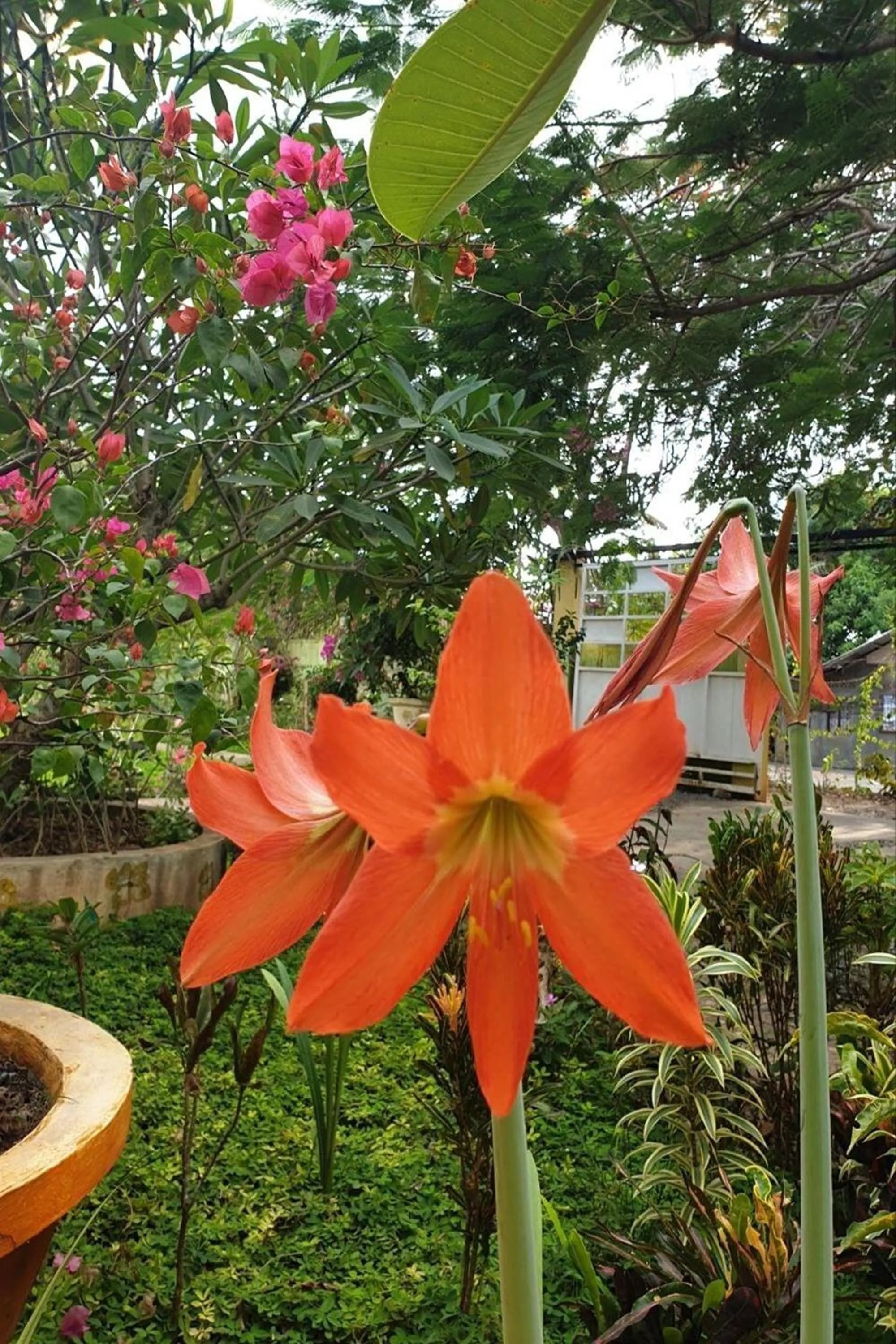 Garden view in Hanbee's Resort