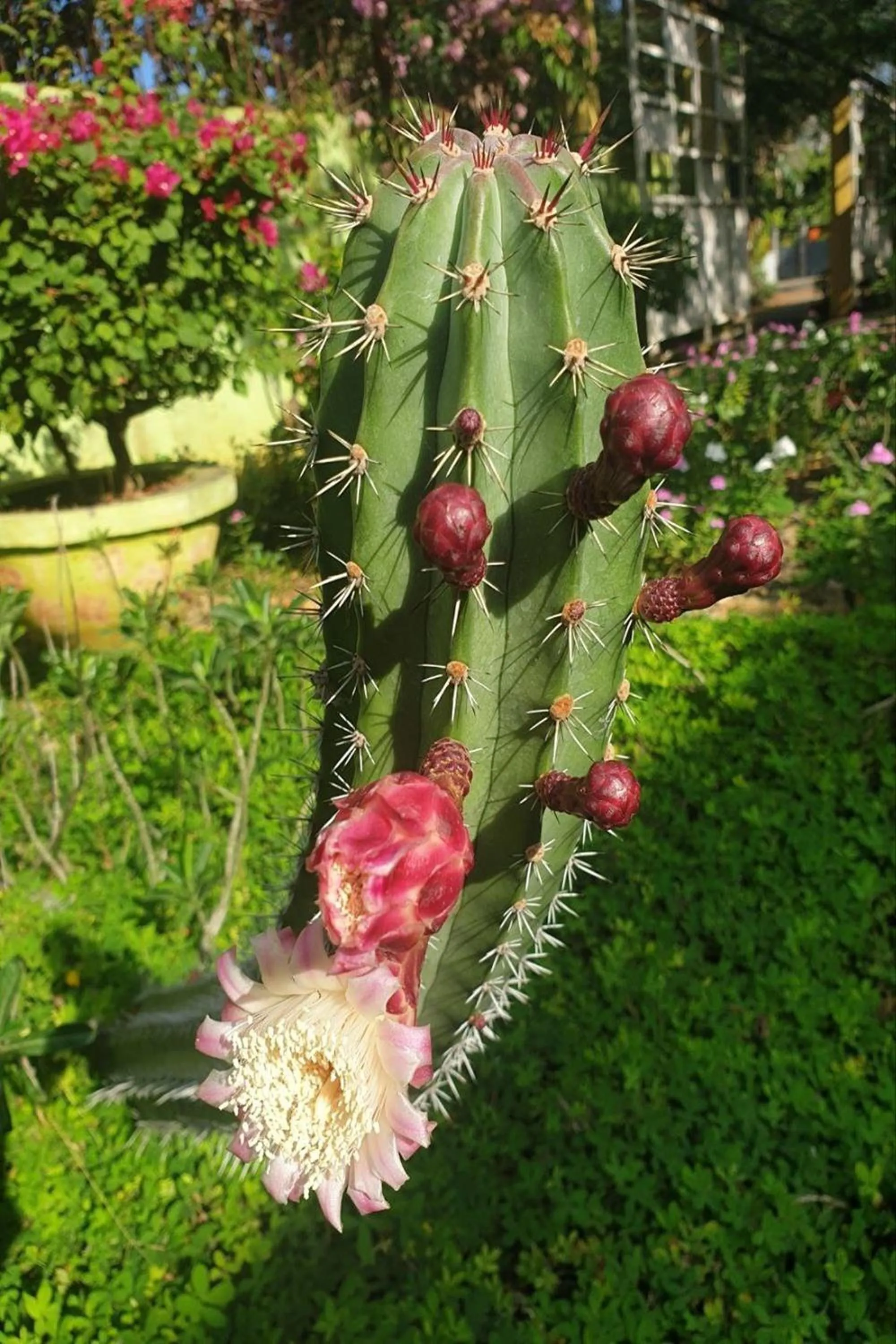 Garden view in Hanbee's Resort