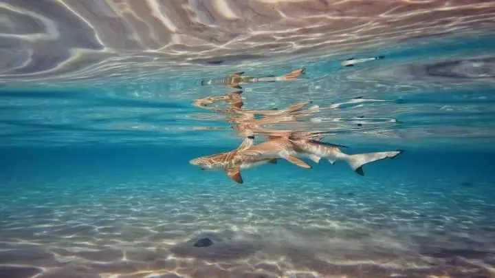 Snorkeling in OK2 Mamajim Bungalows