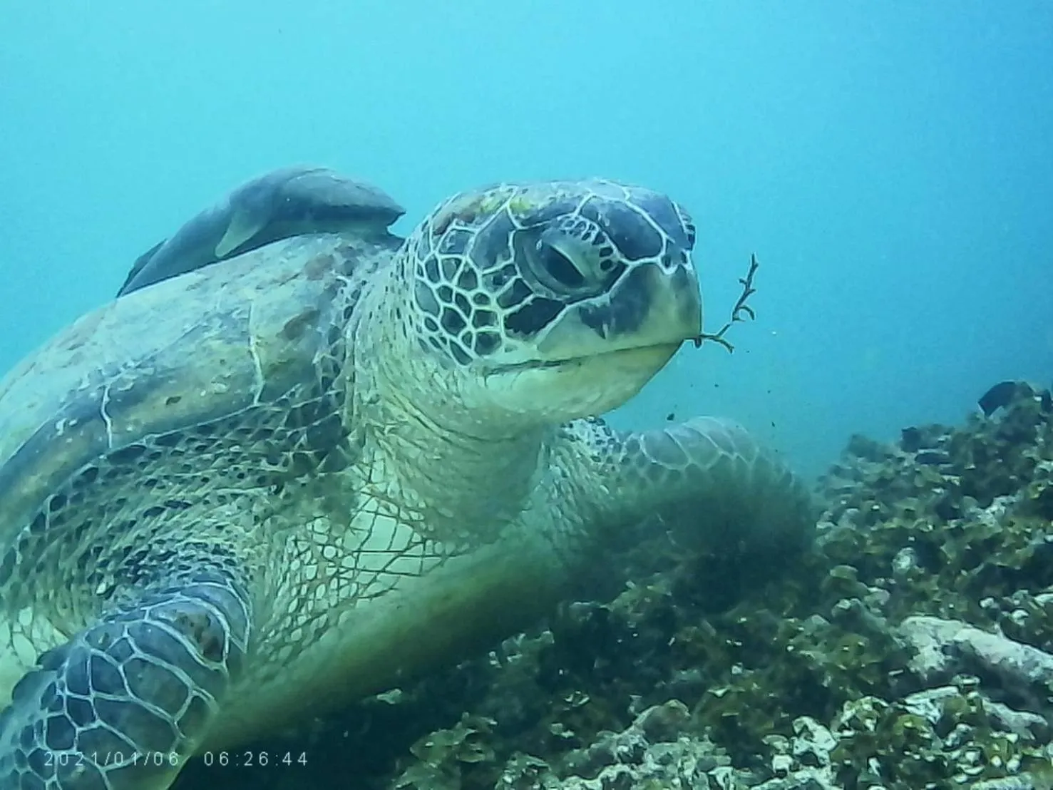 Snorkeling in OK2 Mamajim Bungalows