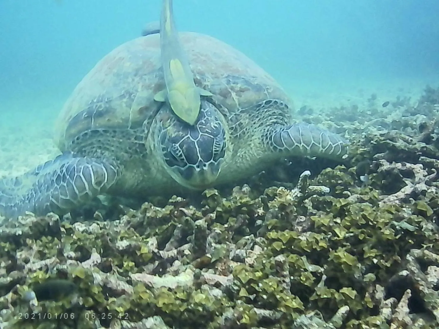 Snorkeling in OK2 Mamajim Bungalows