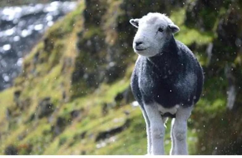 Natural landscape in The Berry Boutique