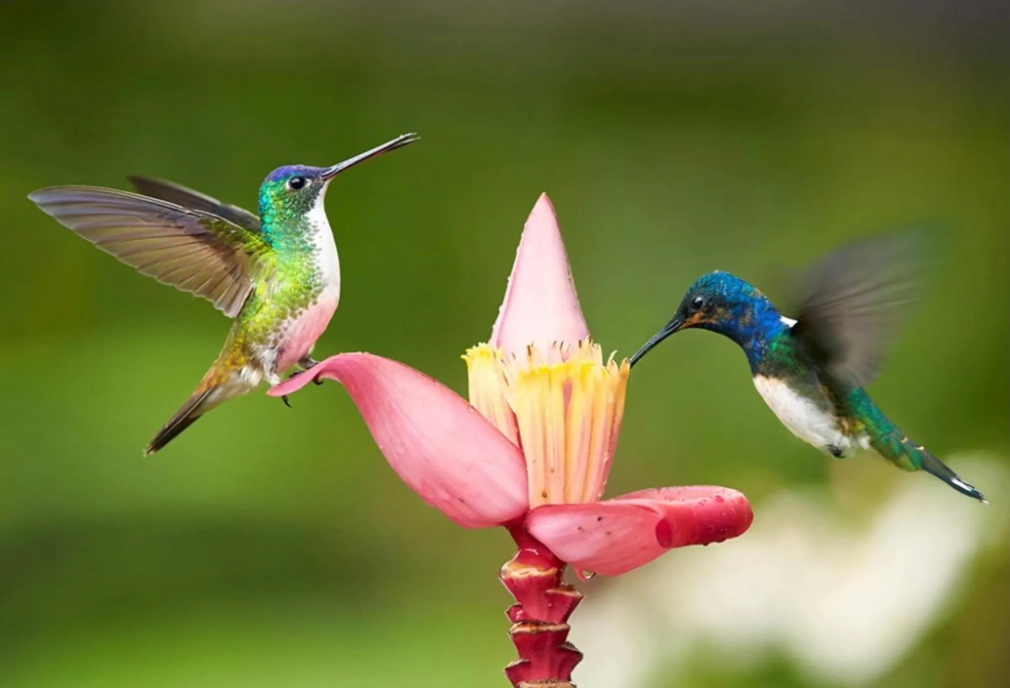 Hummingbird Retreat - Luxury Oceanview Apt, 7-Minute Walk to Beach