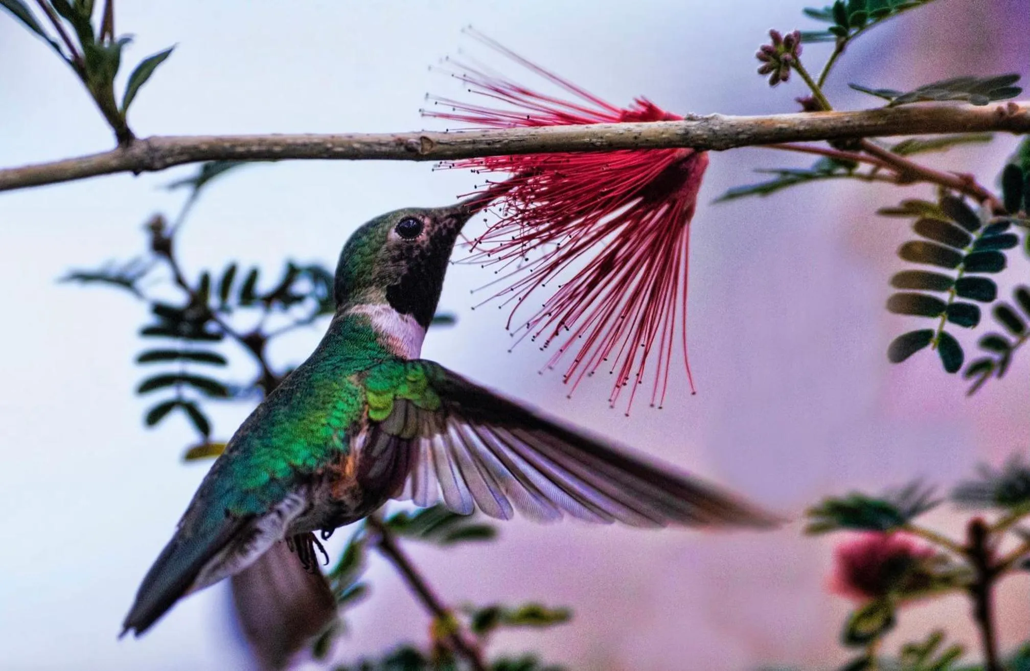 Hummingbird Retreat - Luxury Oceanview Apt, 7-Minute Walk to Beach