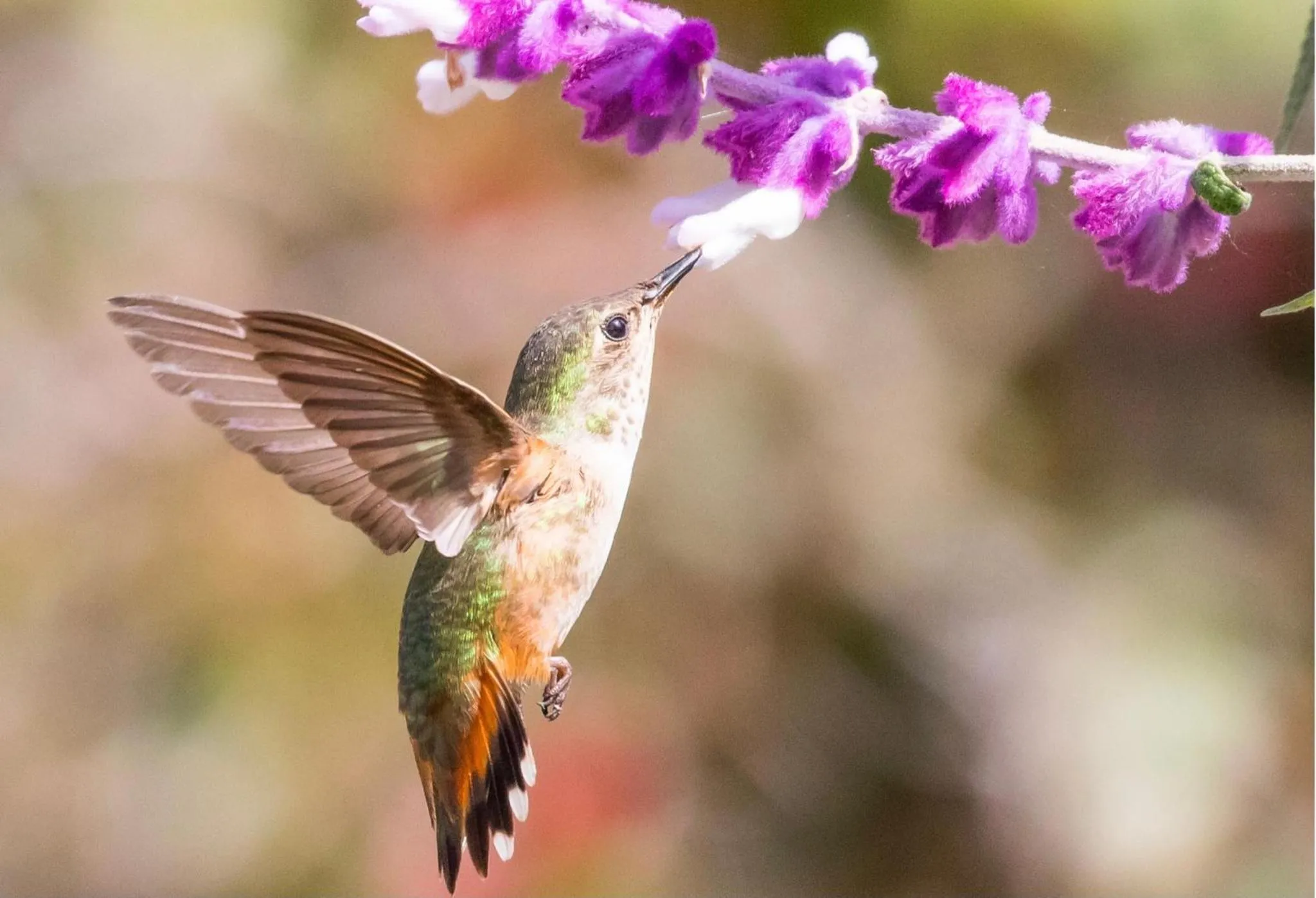 Hummingbird Retreat - Luxury Oceanview Apt, 7-Minute Walk to Beach