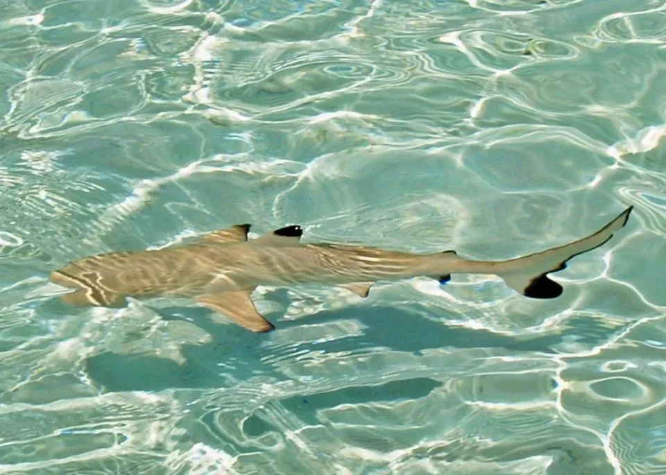 Snorkeling in TravelRim Maldives
