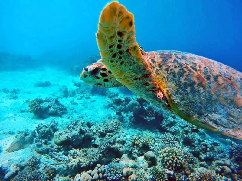 Snorkeling in TravelRim Maldives