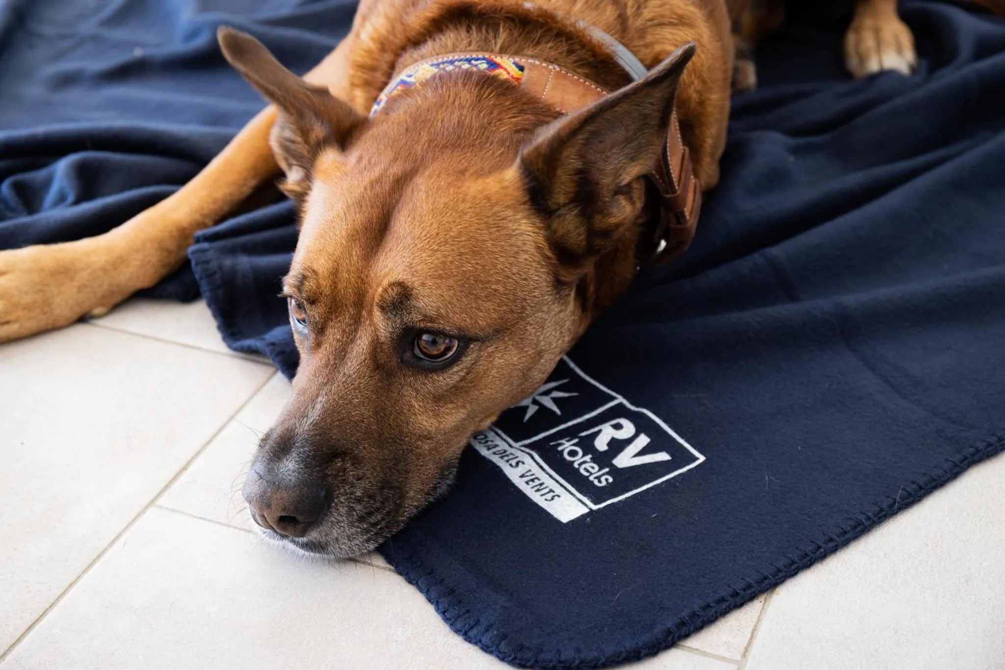 Pets in RVHotels Golf Costa Brava