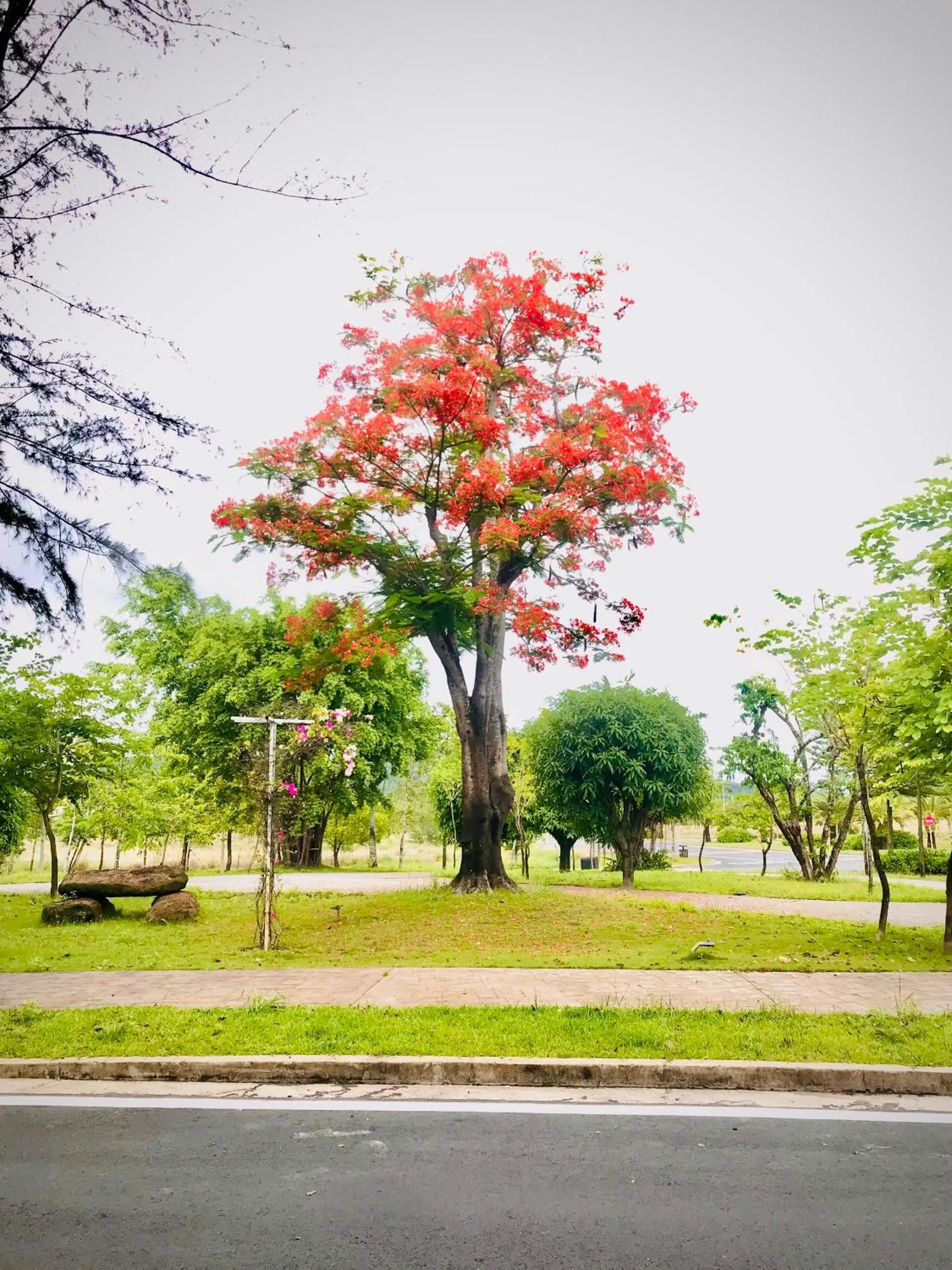 Garden in Kalia Hotel