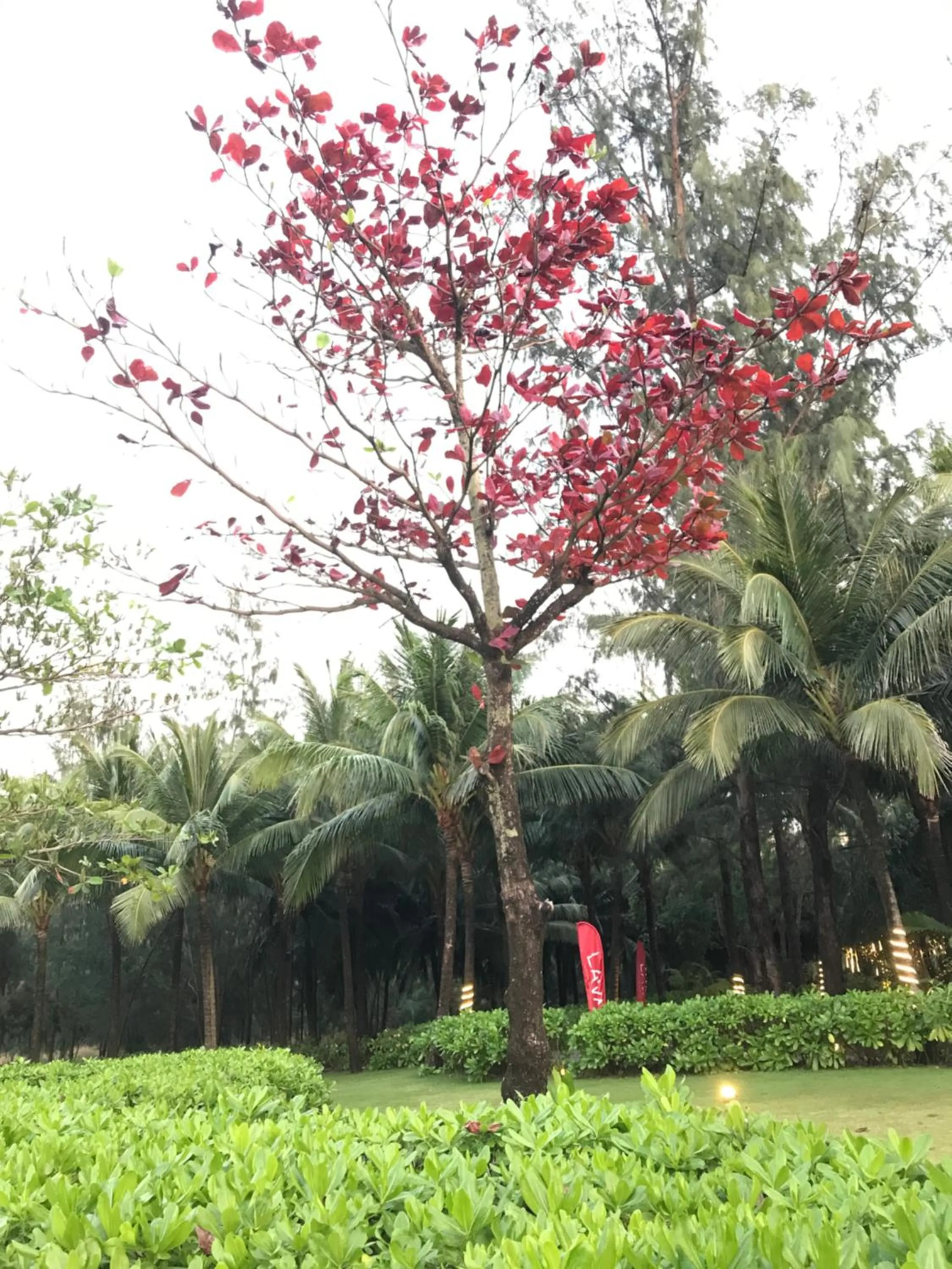Garden in Kalia Hotel