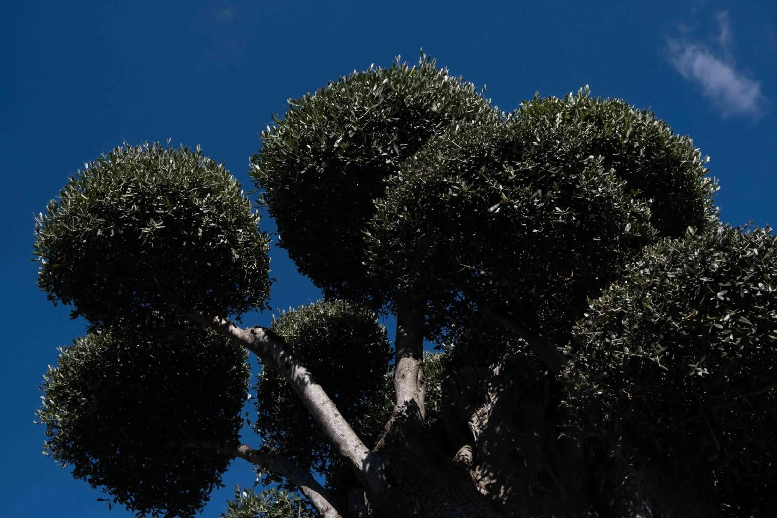 Garden in Divina Charme