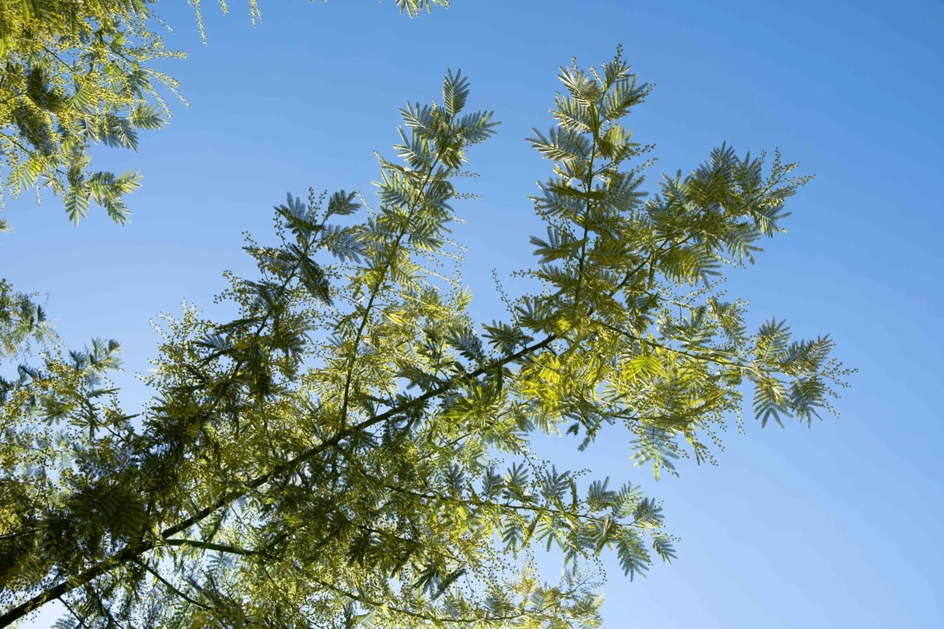 Garden in Divina Charme