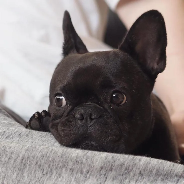 Pets in Hotel Burlada