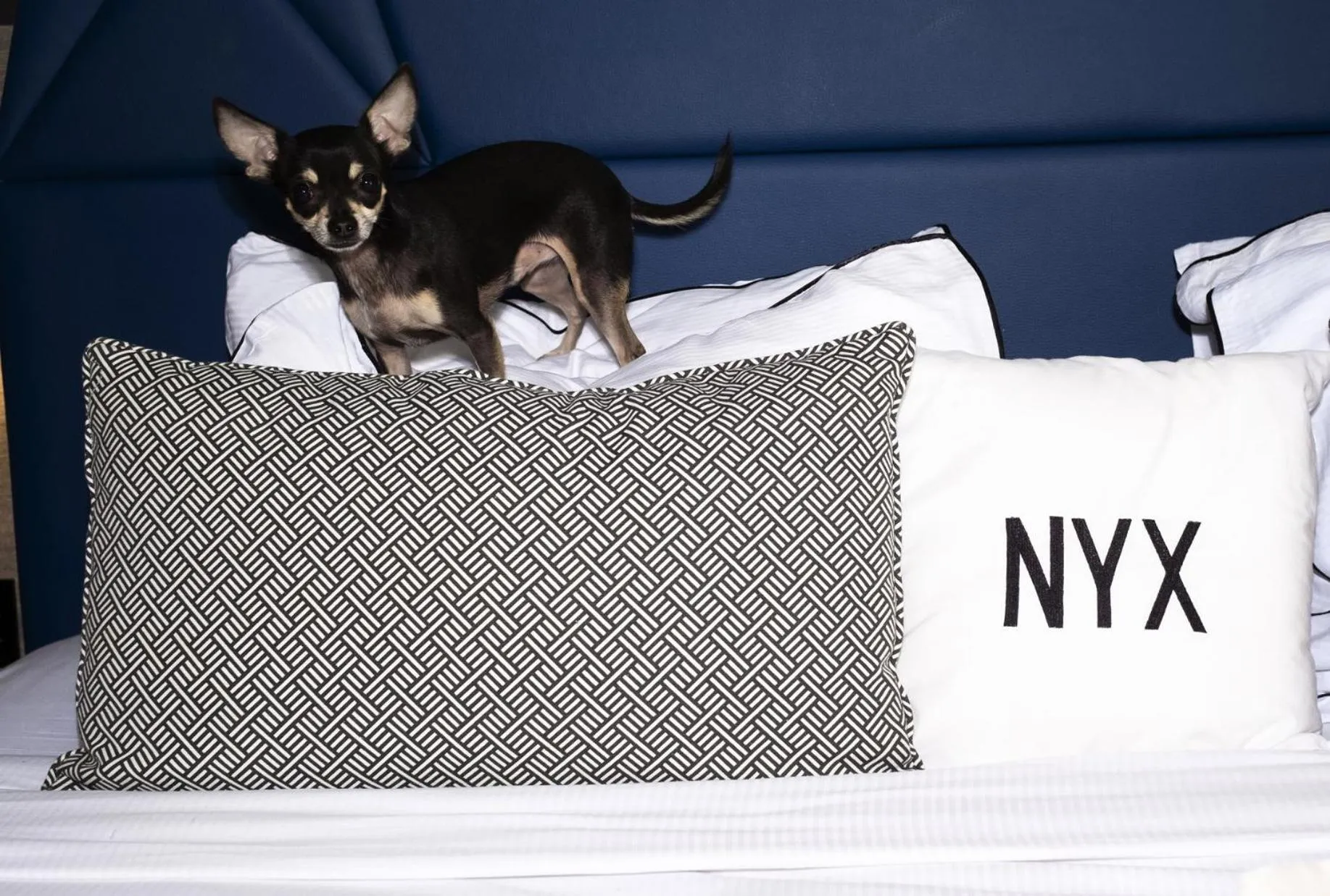 Pets in NYX Esperia Palace Hotel Athens by Leonardo Hotels