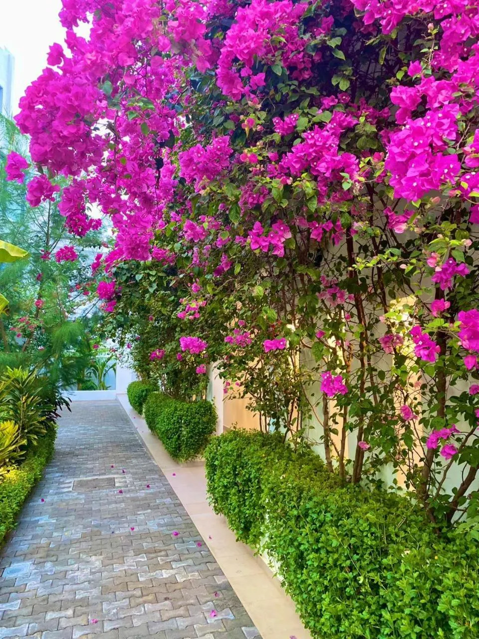 Garden view in The Lead Hotel