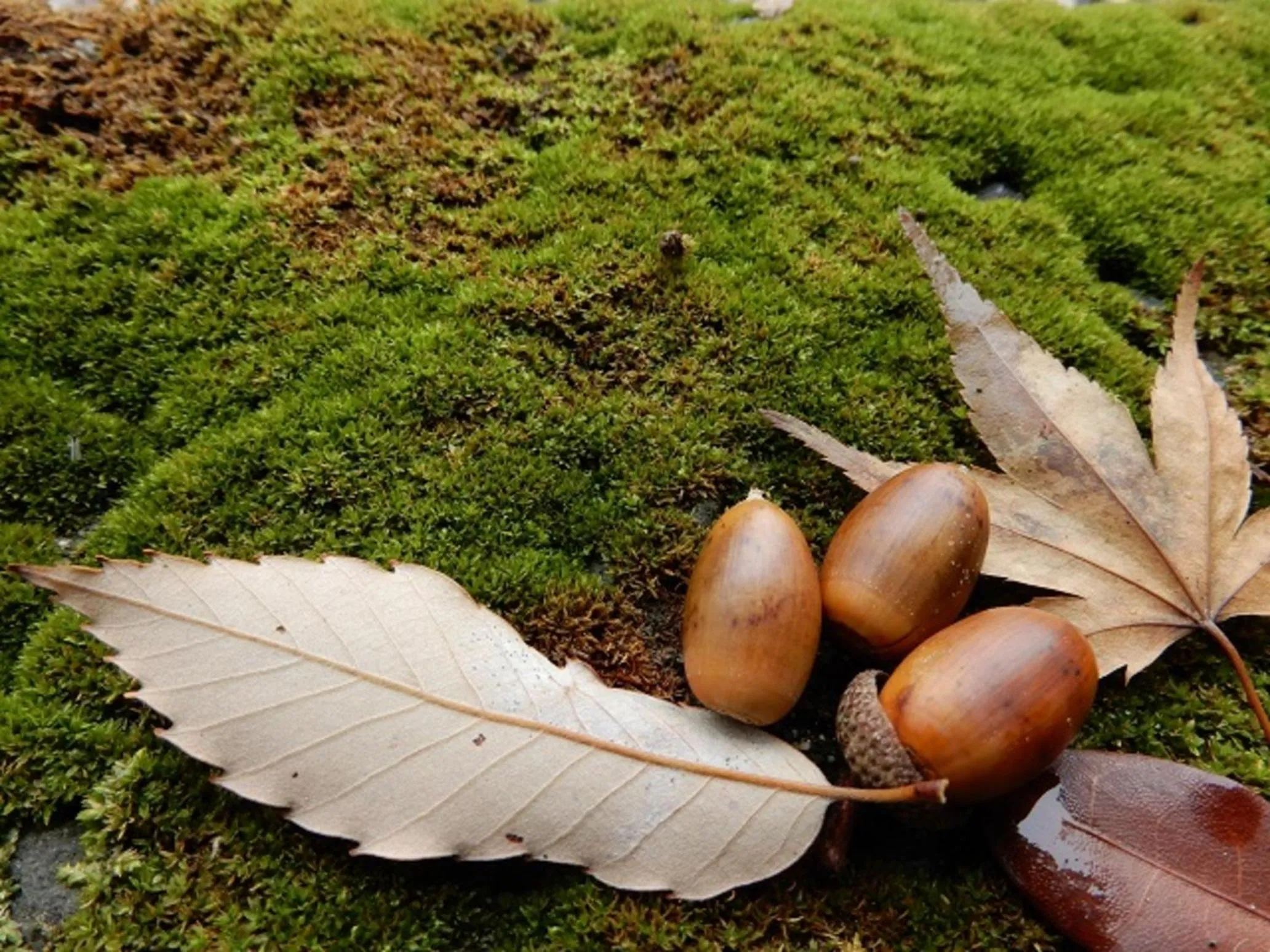 Garden in Kyukamura Setouchi-Toyo